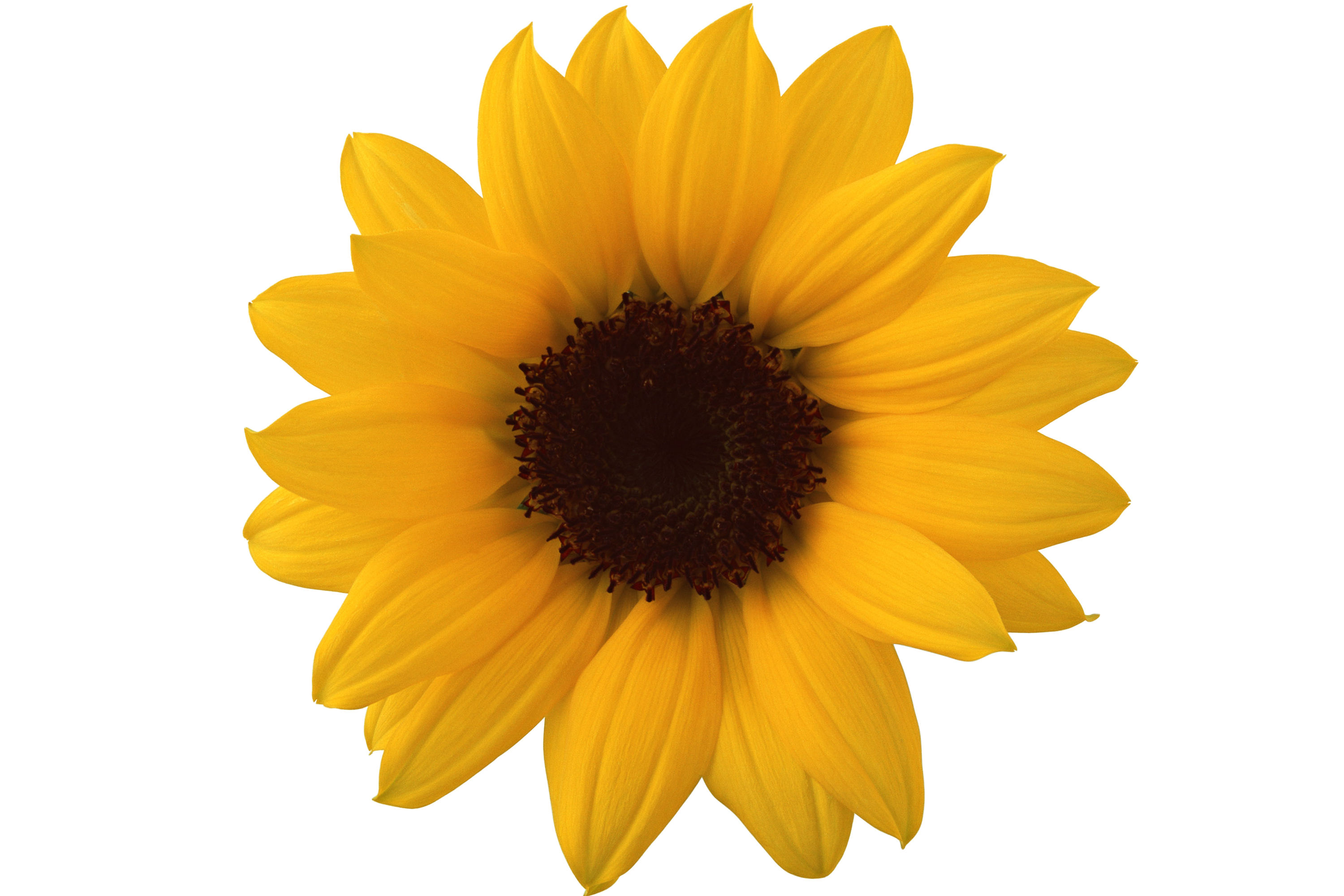 Baixe gratuitamente a imagem Flores, Flor, Fechar Se, Margarida, Flor Amarela, Terra/natureza na área de trabalho do seu PC