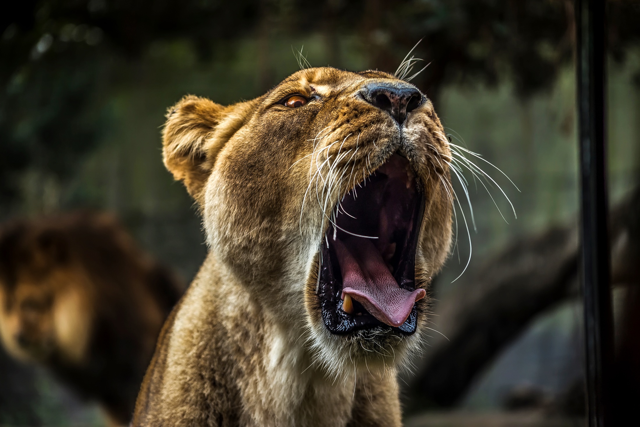 Free download wallpaper Animals, Grin, Muzzle, Predator, Lioness on your PC desktop