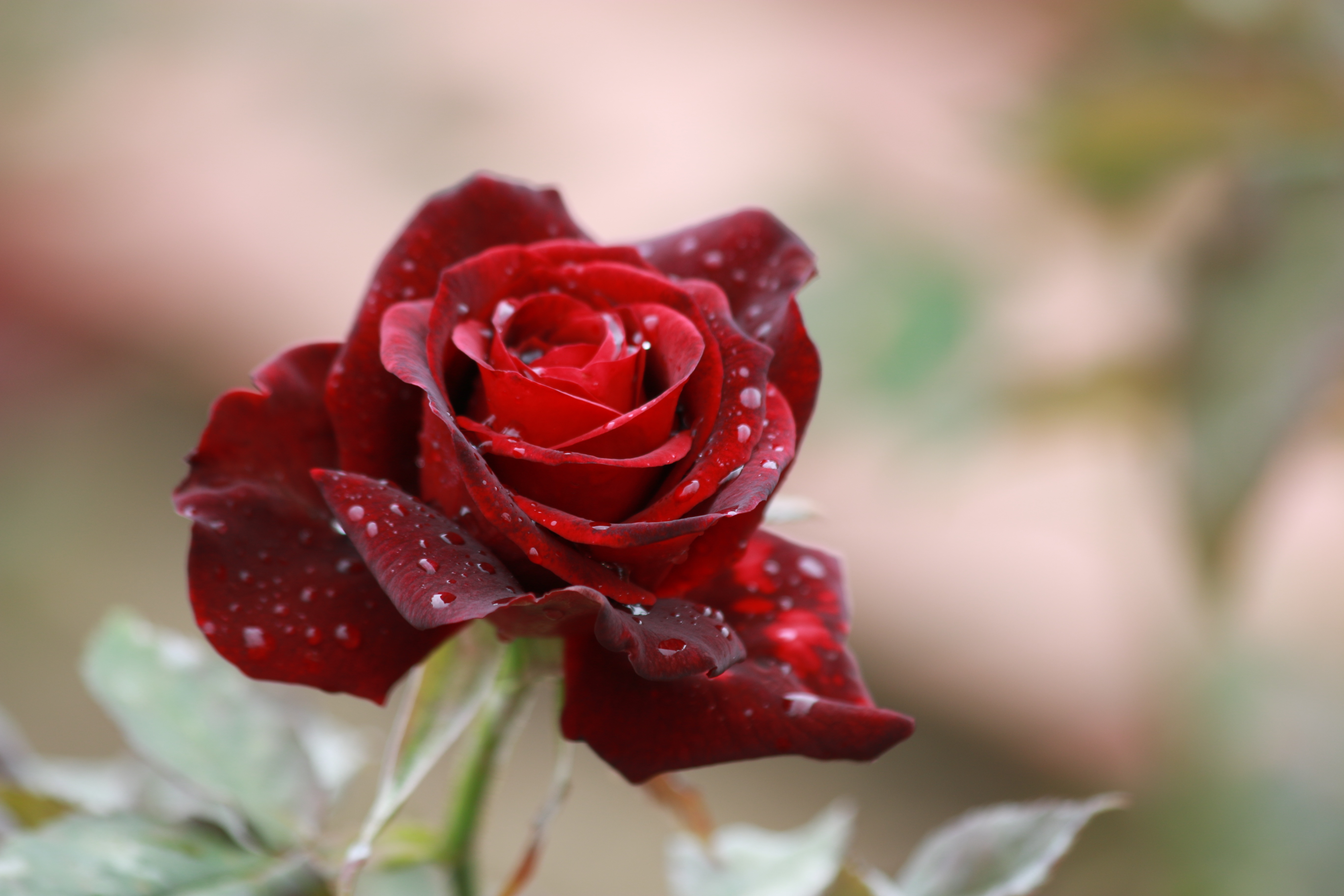 Téléchargez des papiers peints mobile Bourgeon, Fermer, Fleurs, Drops, Gros Plan, Rose, Une Rose gratuitement.
