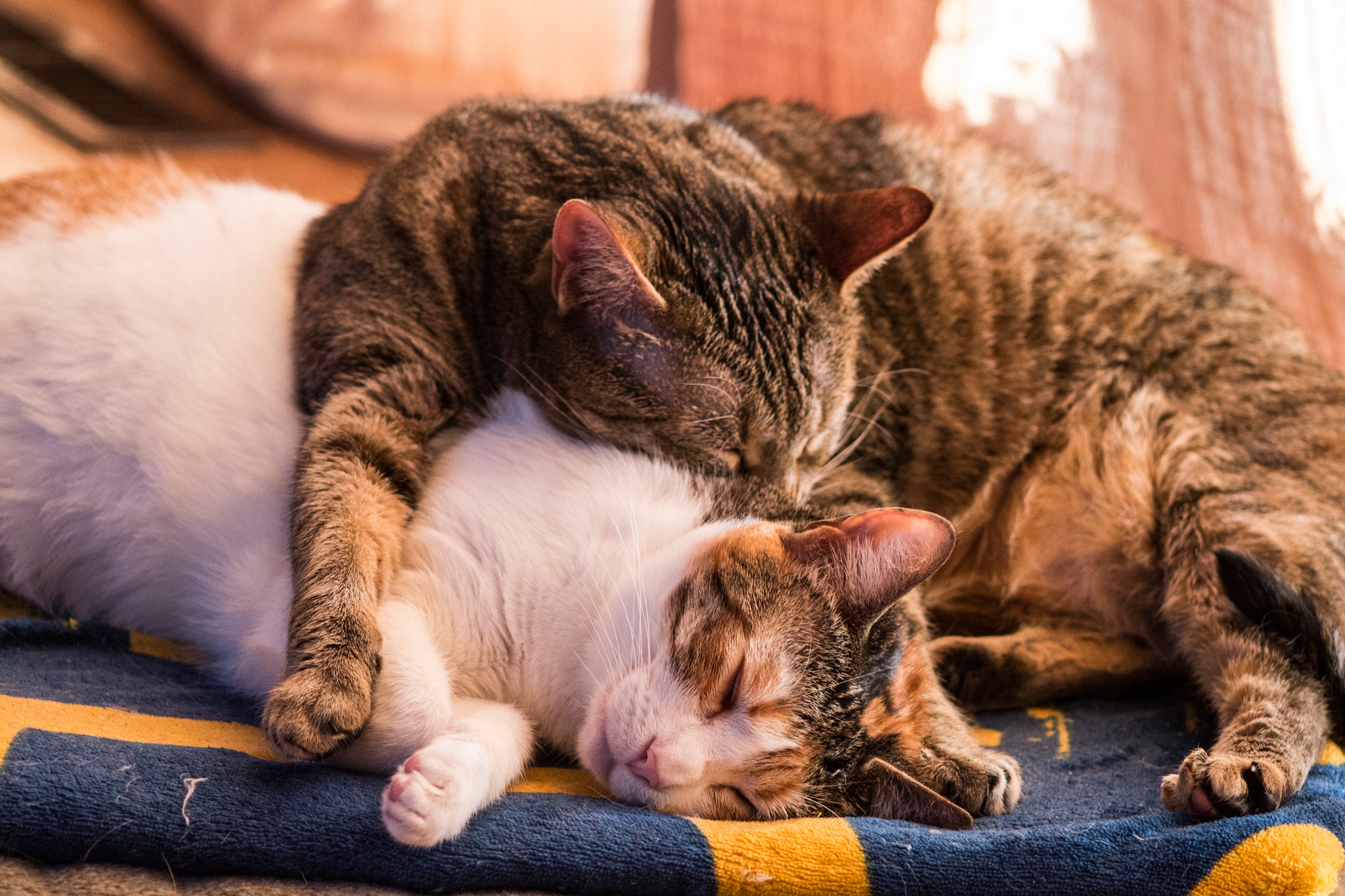 Baixar papel de parede para celular de Animais, Gatos, Gato, Dormindo gratuito.