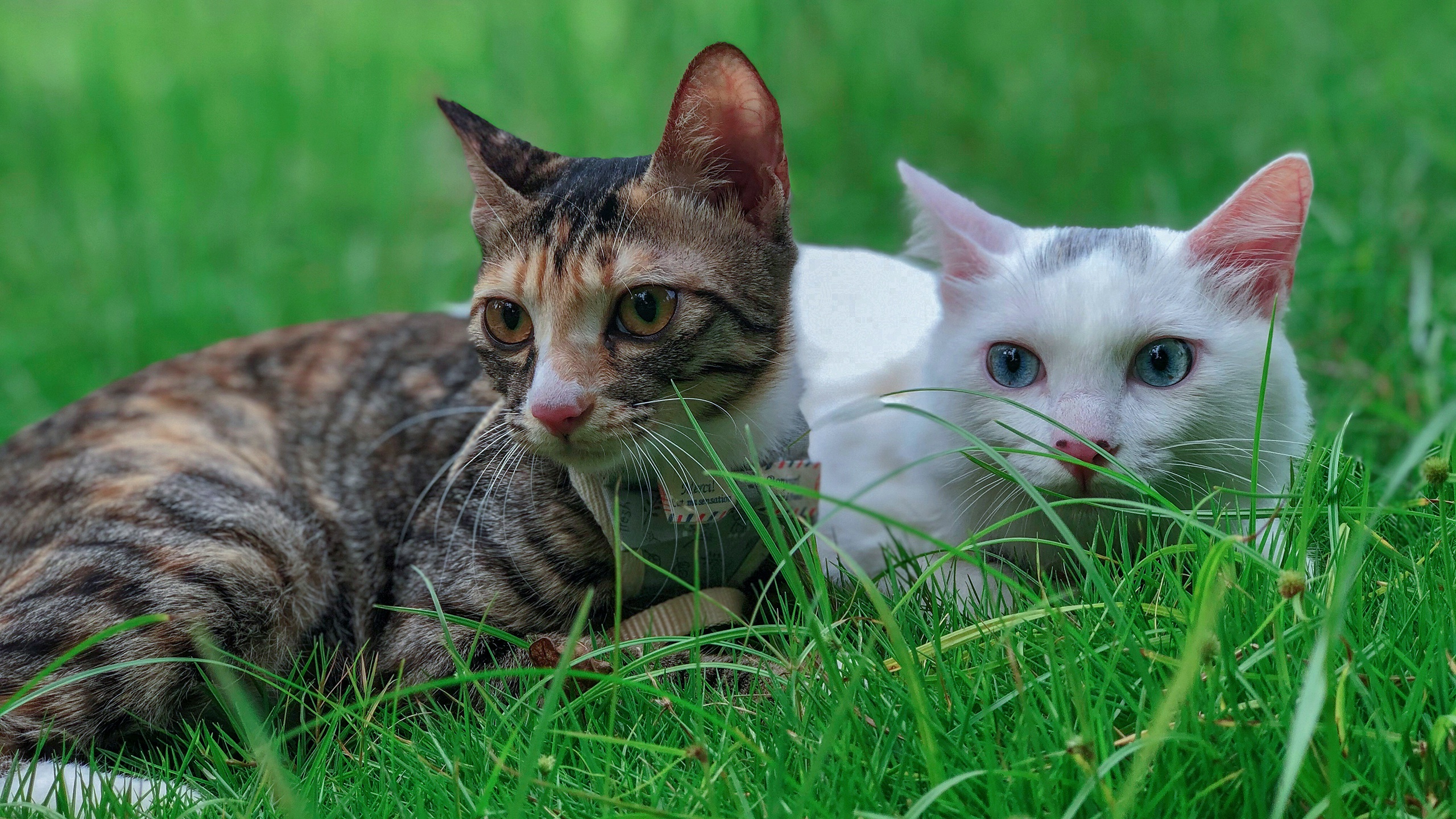 Download mobile wallpaper Cats, Grass, Cat, Animal for free.