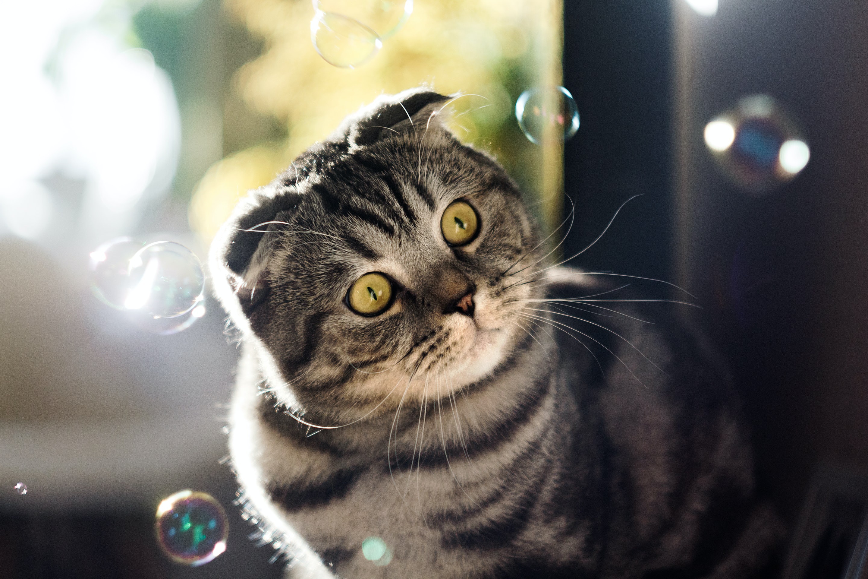 508335 descargar imagen animales, pliegue escocés, gato, gatos: fondos de pantalla y protectores de pantalla gratis