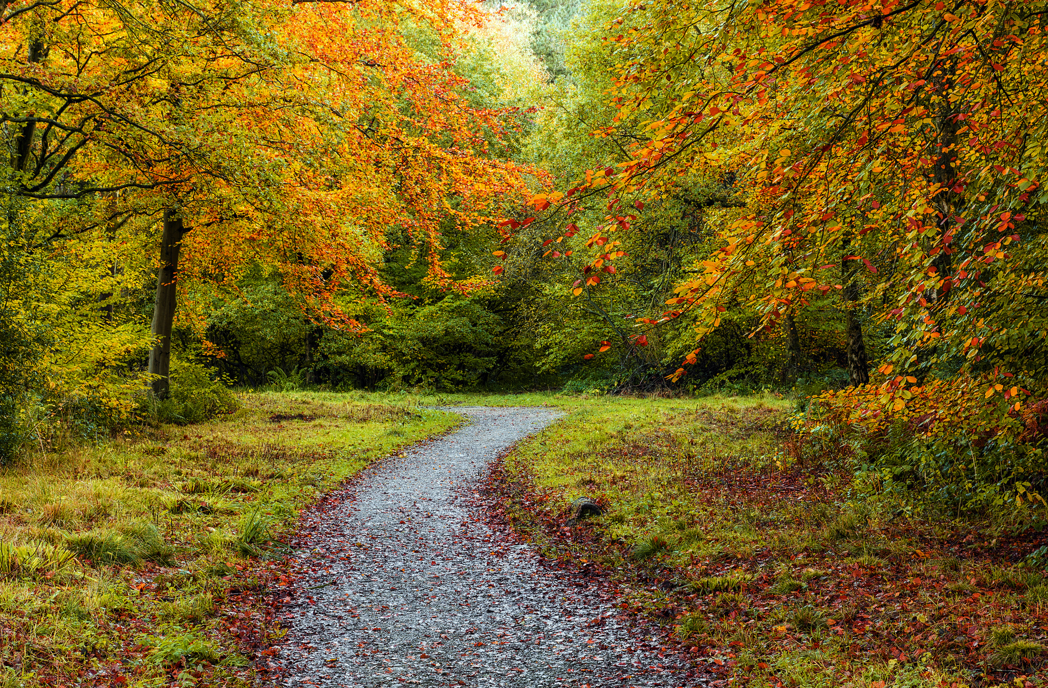 Descarga gratuita de fondo de pantalla para móvil de Otoño, Camino, Bosque, Hecho Por El Hombre.