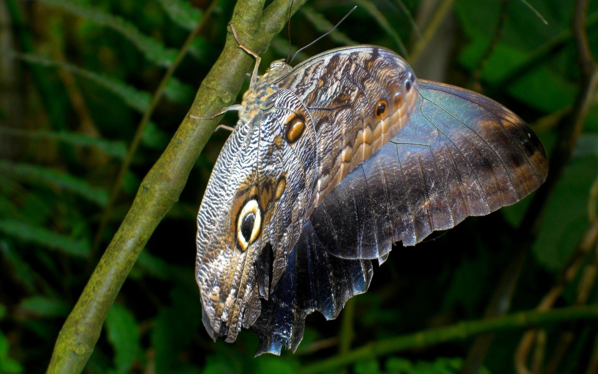 Free download wallpaper Grass, Macro, Plant, Butterfly on your PC desktop