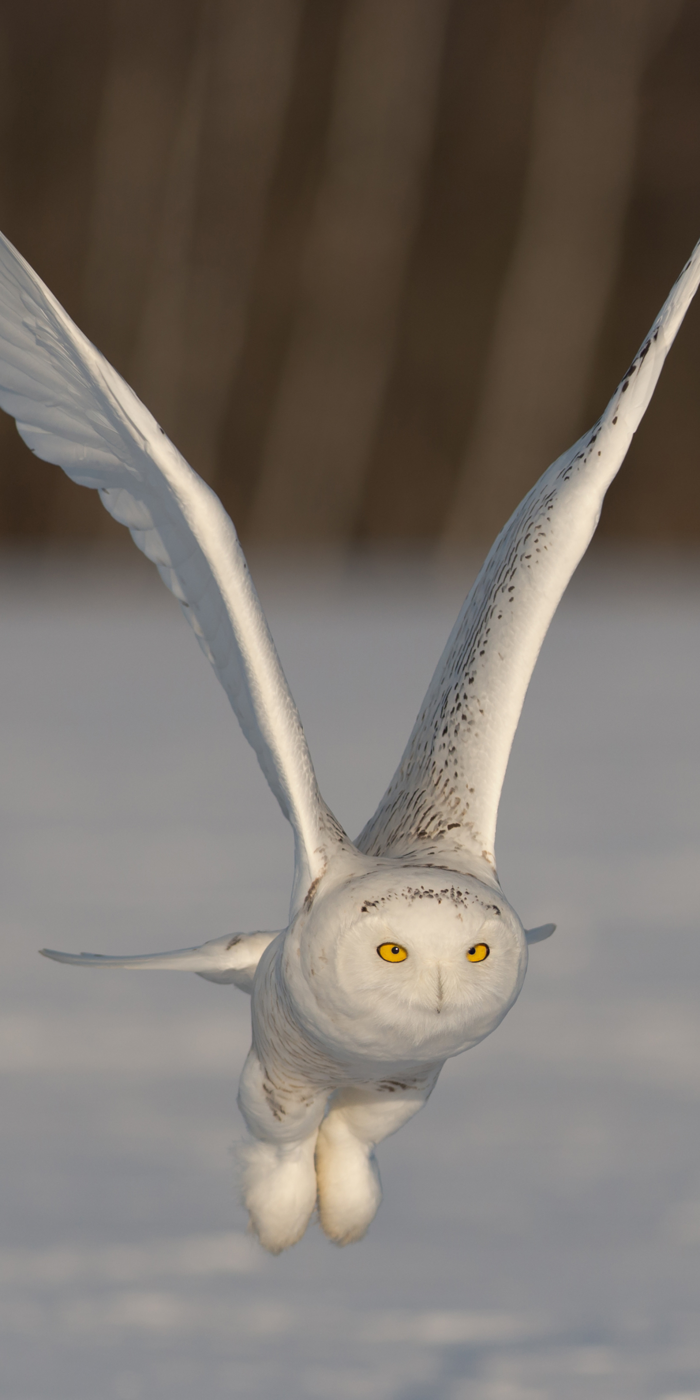 Free download wallpaper Birds, Owl, Bird, Animal, Snowy Owl, Flying on your PC desktop