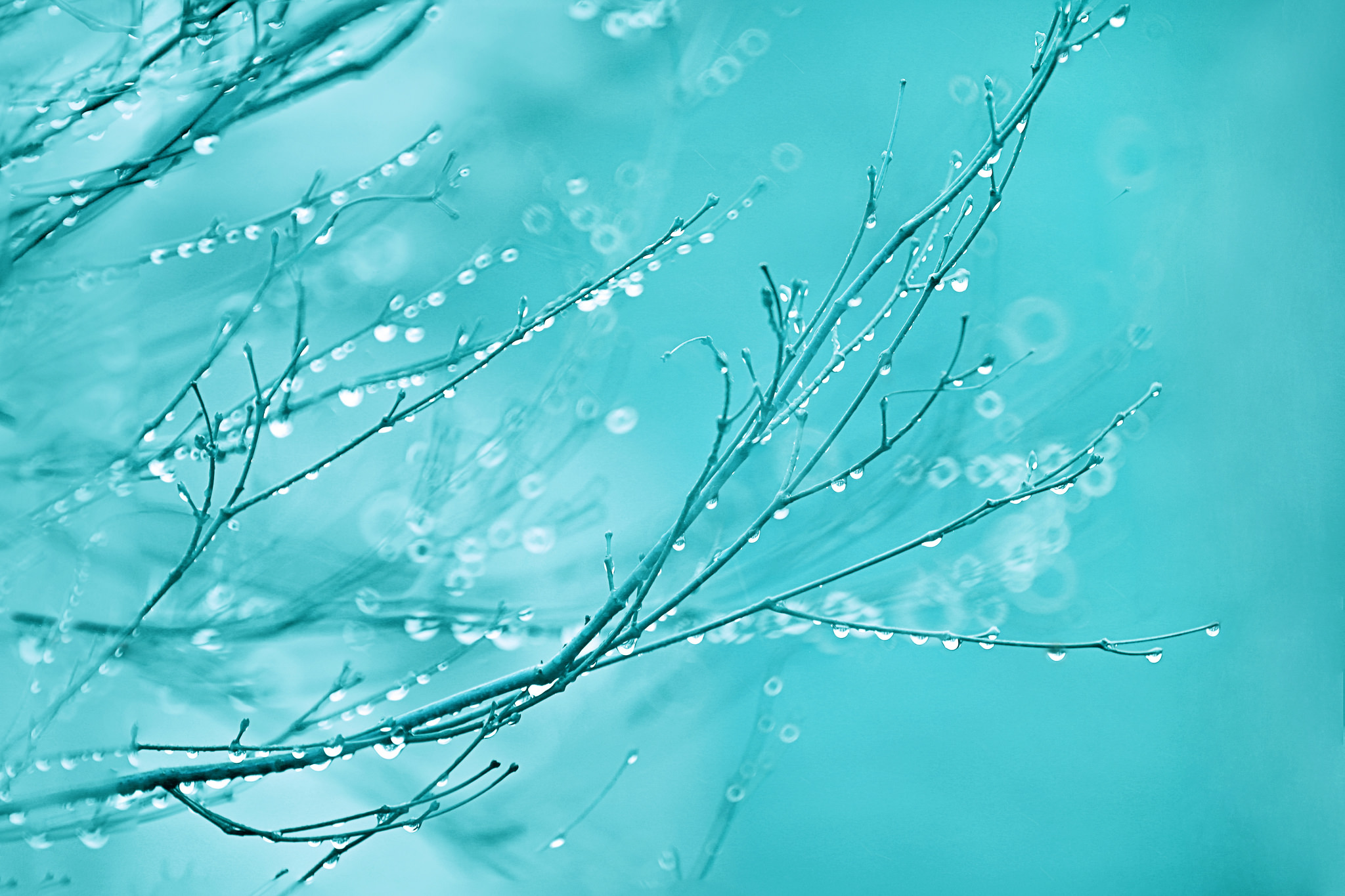 Download mobile wallpaper Nature, Branch, Earth, Bokeh, Water Drop for free.