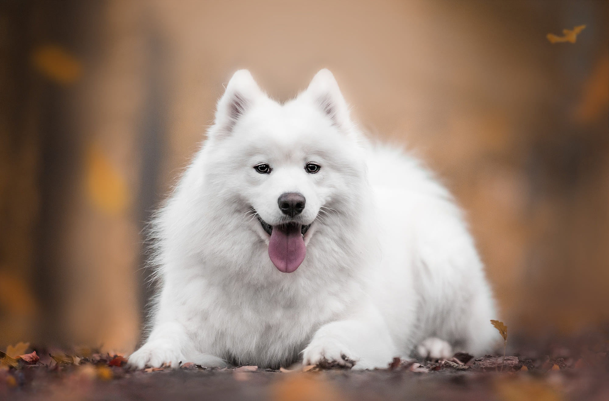 Free download wallpaper Dogs, Dog, Animal, Samoyed, Stare on your PC desktop