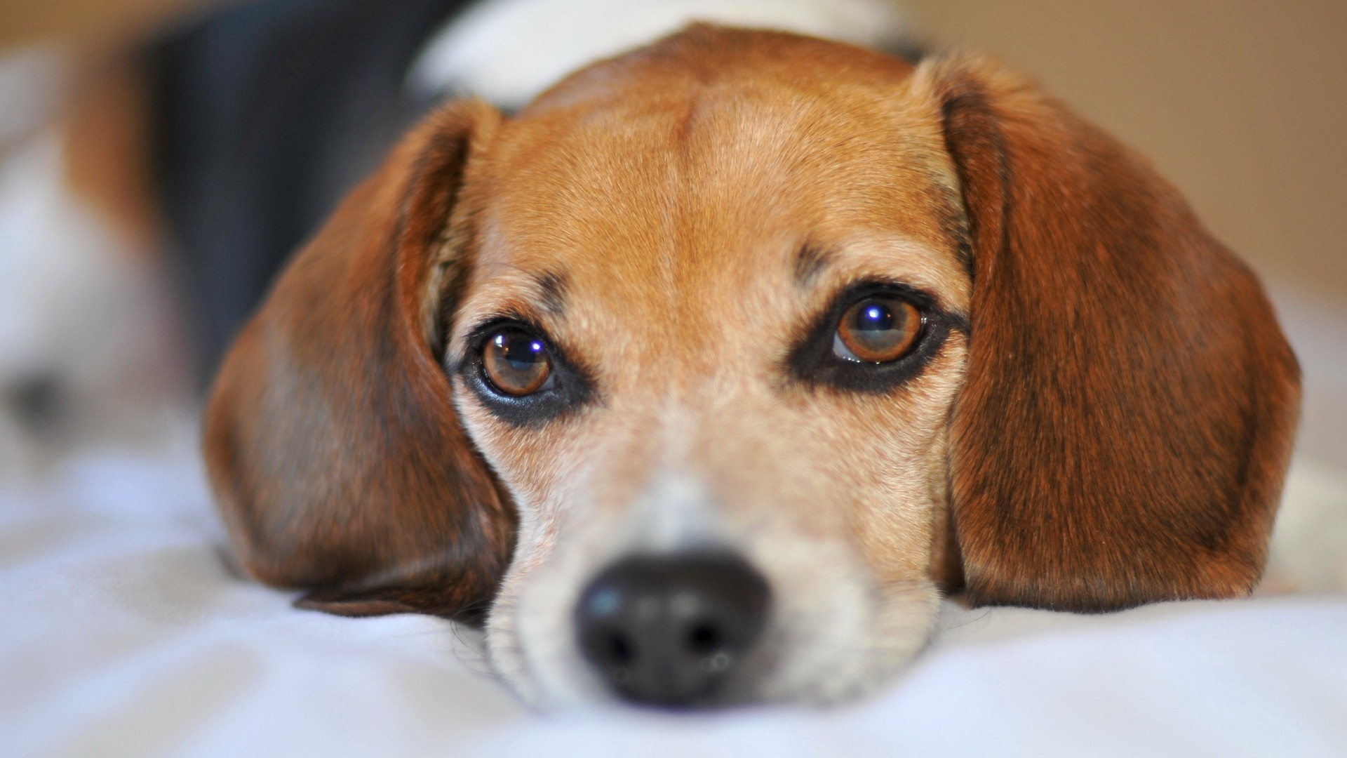 Baixar papel de parede para celular de Cães, Cão, Animais gratuito.