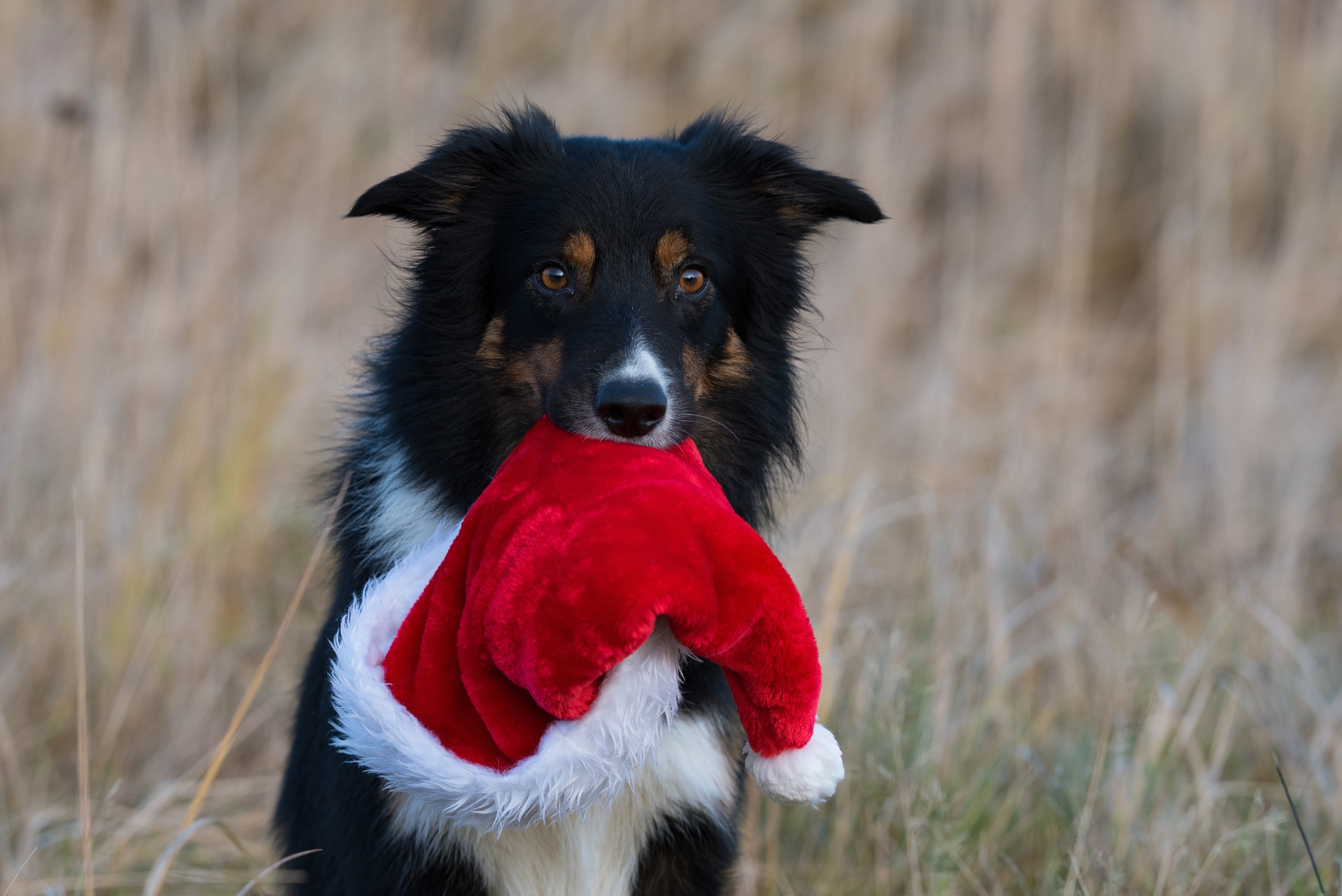 Laden Sie das Tiere, Hunde, Hund, Border Collie, Weihnachtsmütze-Bild kostenlos auf Ihren PC-Desktop herunter