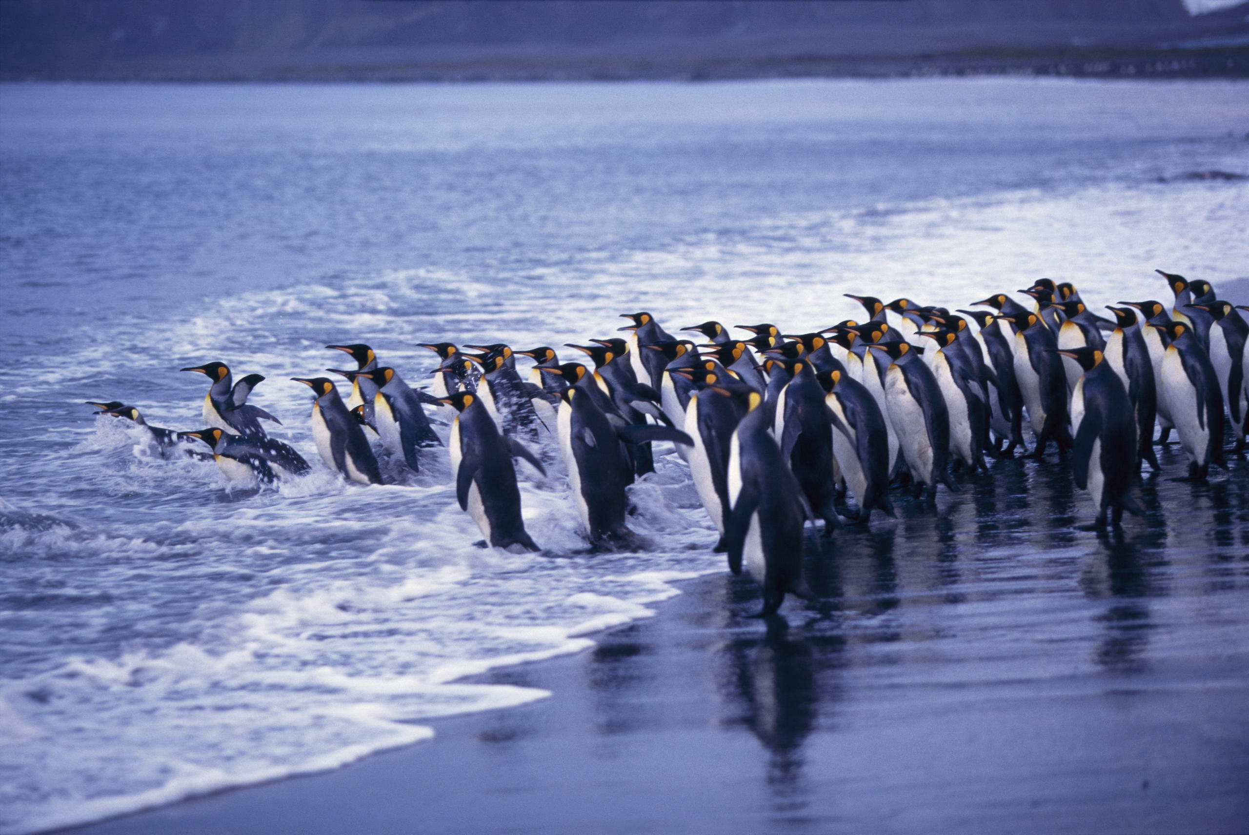 Descarga gratuita de fondo de pantalla para móvil de Pingüino, Aves, Animales.