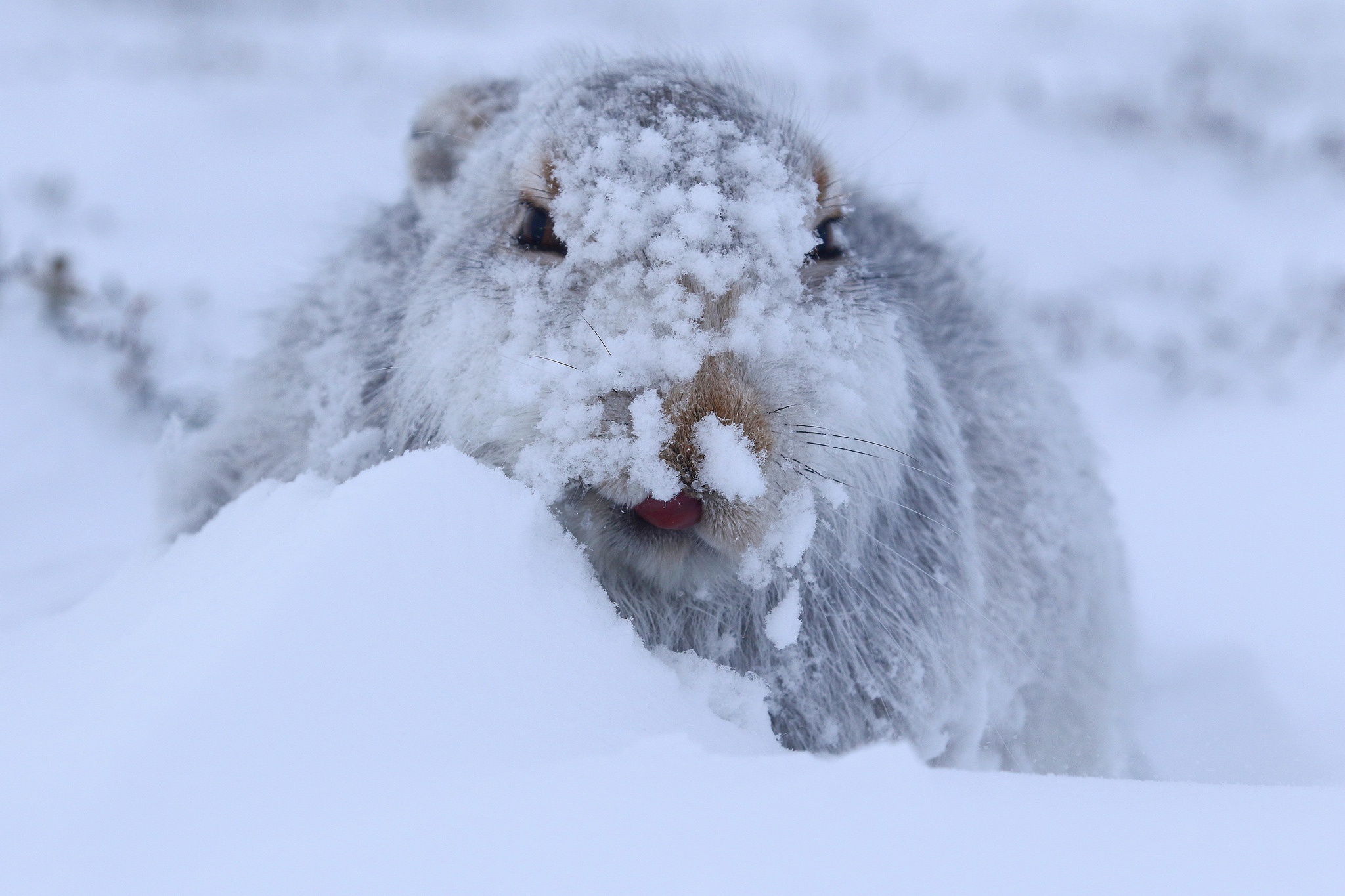 Laden Sie das Tiere, Schnee, Hase-Bild kostenlos auf Ihren PC-Desktop herunter