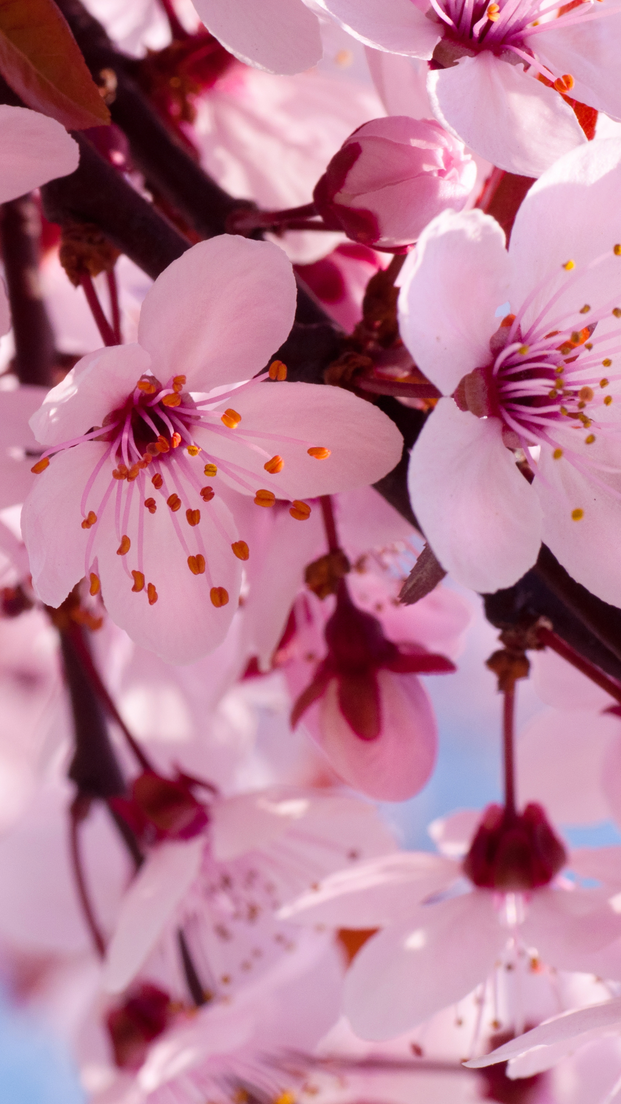 Download mobile wallpaper Flowers, Flower, Close Up, Branch, Earth, Cherry Blossom, Blossom, Pink Flower for free.