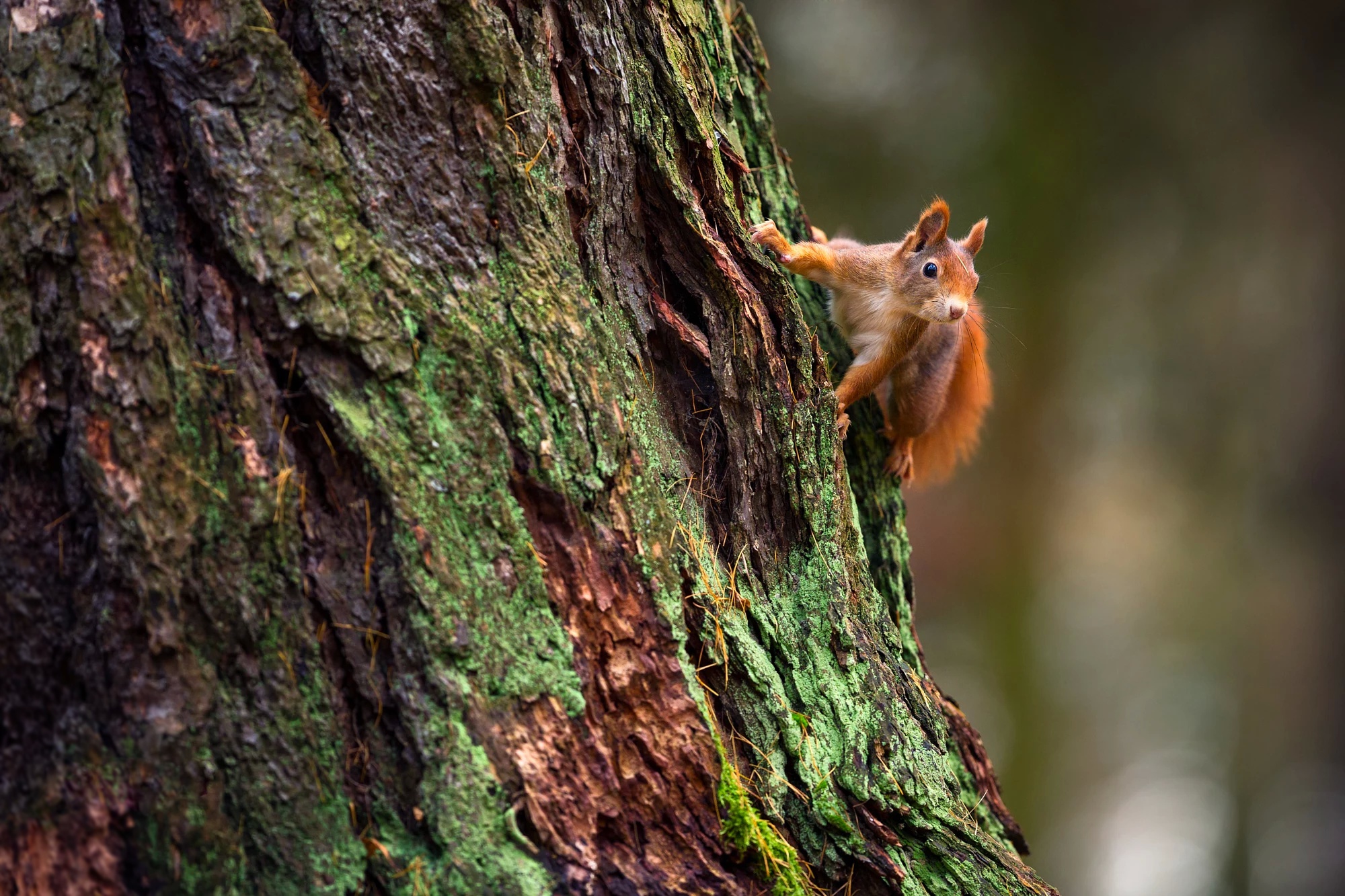 Free download wallpaper Squirrel, Animal, Rodent on your PC desktop