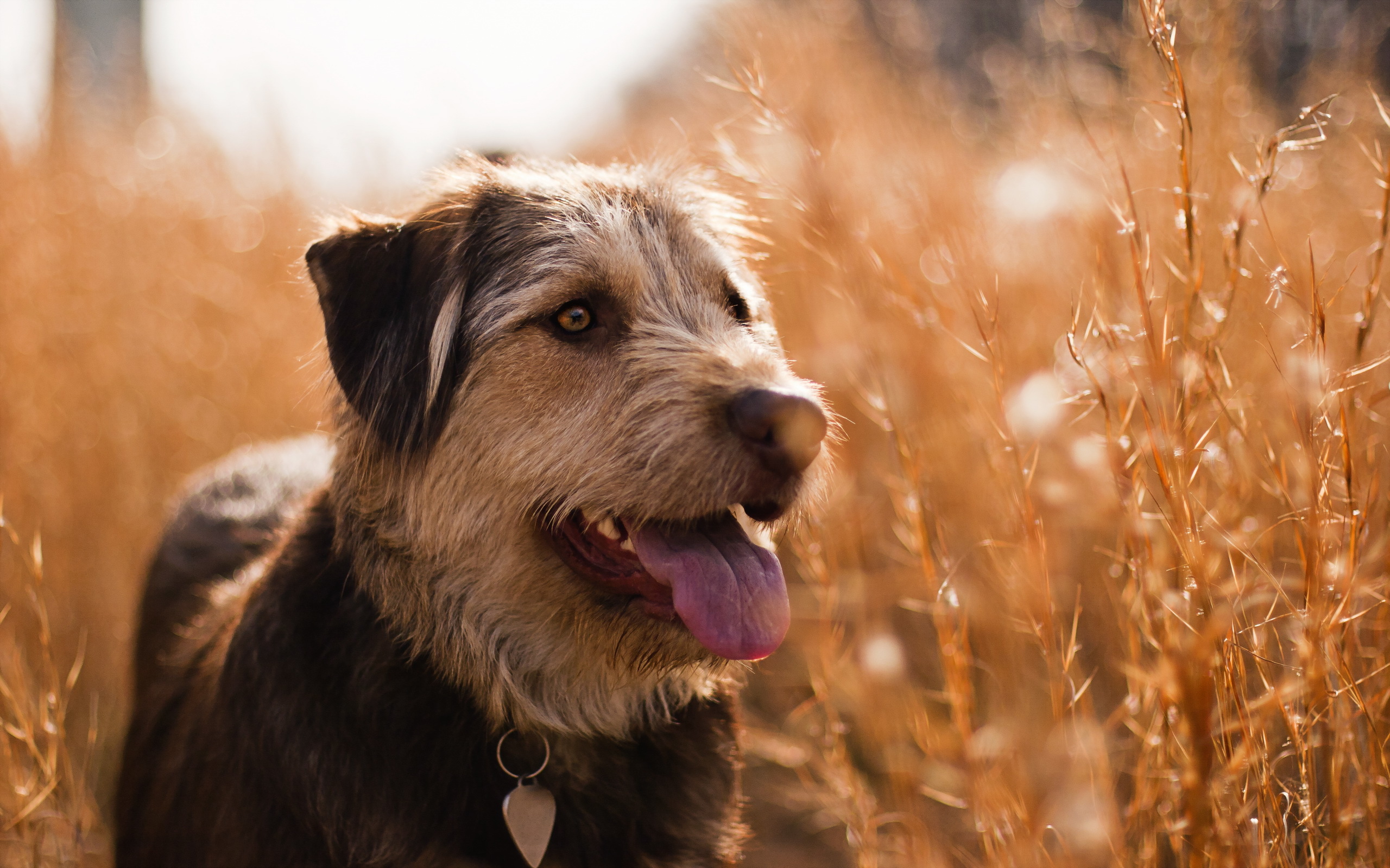 PCデスクトップに犬, 動物画像を無料でダウンロード