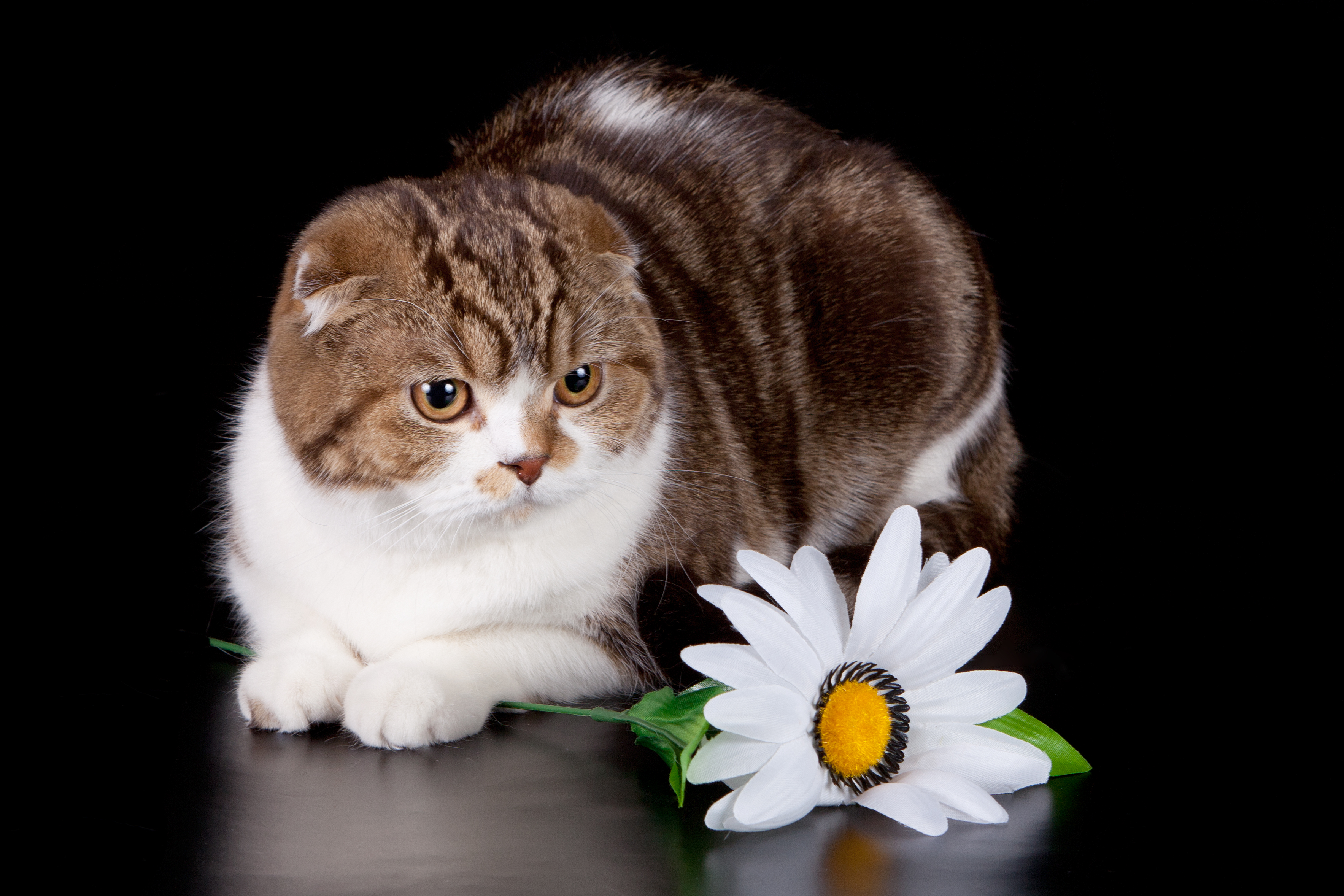 animals, usa, 2014, united states, october, national cat day