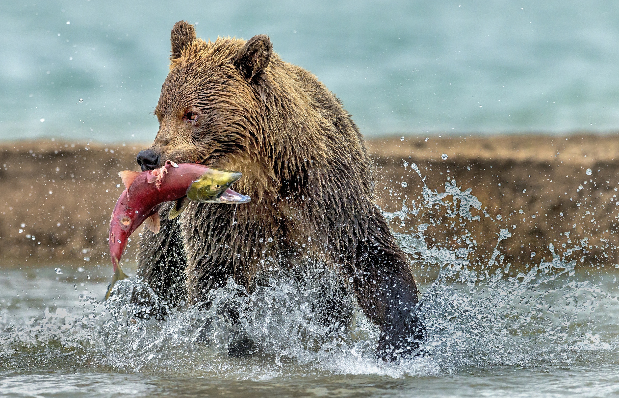 Download mobile wallpaper Bears, Splash, Bear, Animal, Fish for free.