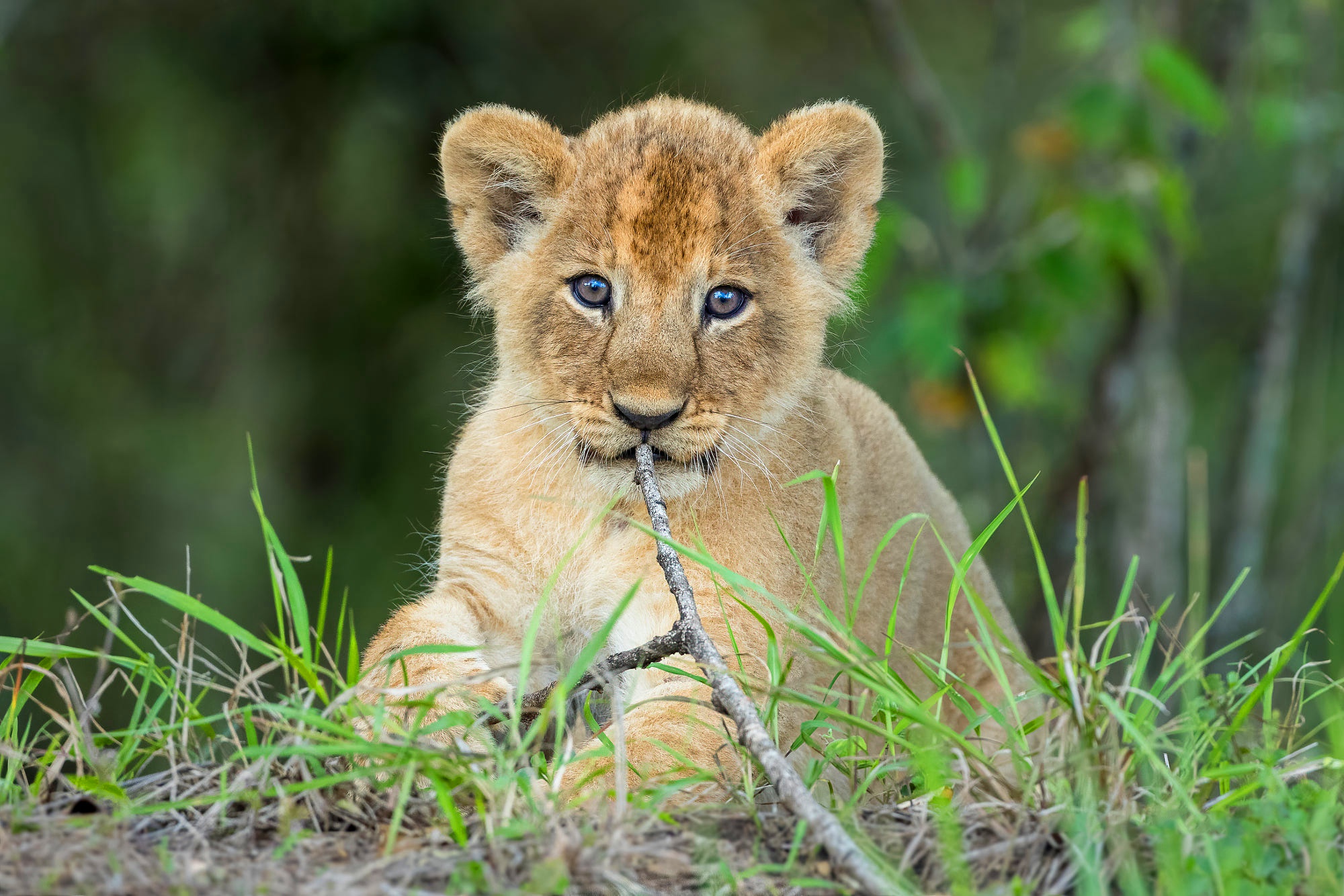 PCデスクトップに動物, ライオン, 猫, 赤ちゃん動物, カブ画像を無料でダウンロード