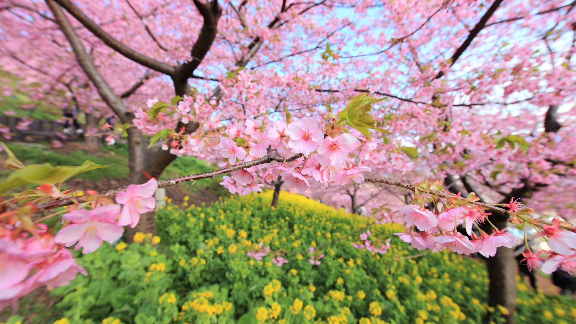 spring, nature, flowers, wood, tree, bloom, flowering