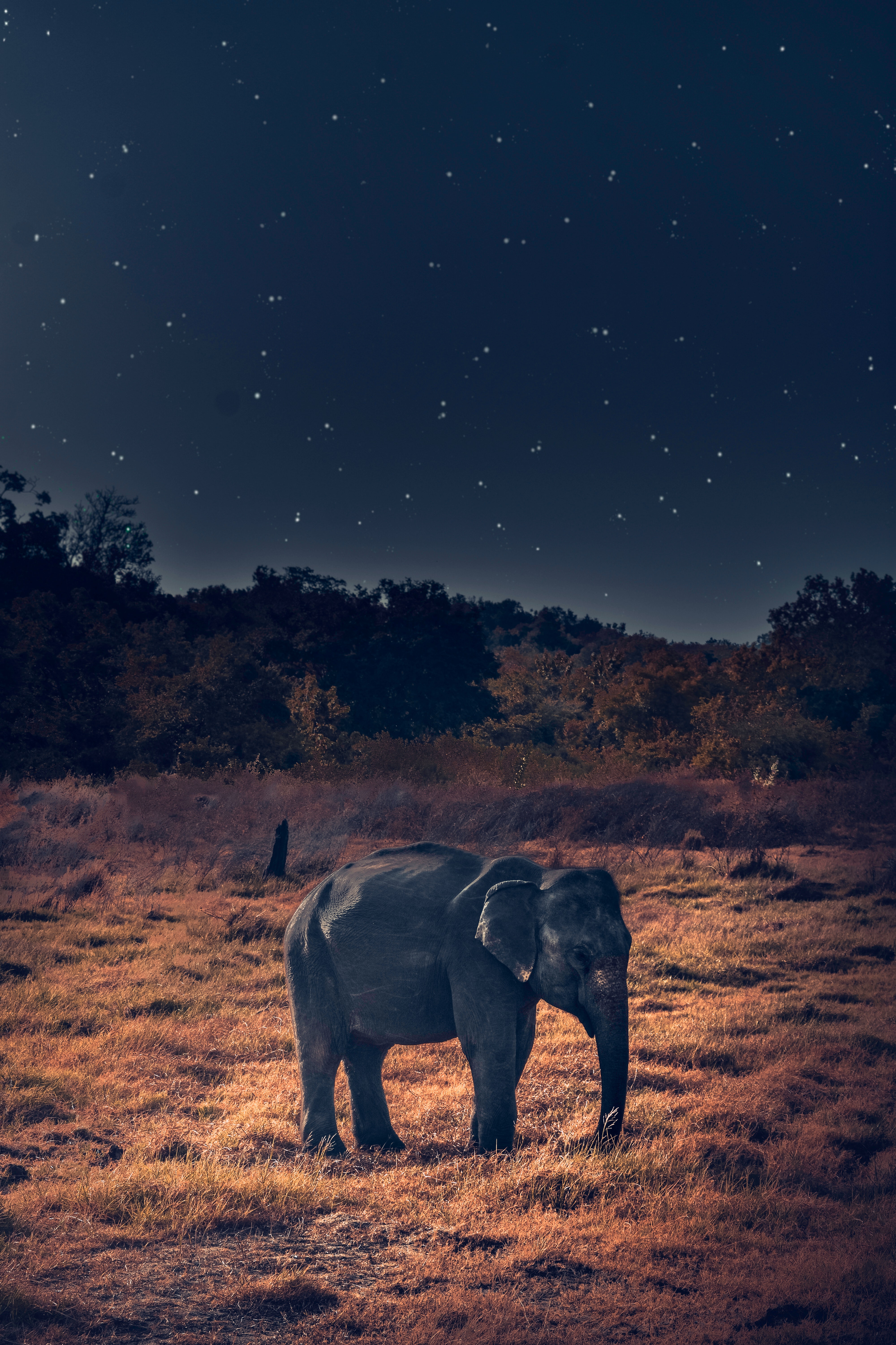 elephant, wildlife, animals, african elephant phone wallpaper