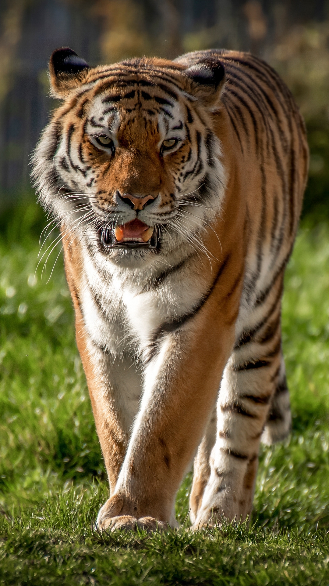 Handy-Wallpaper Tiere, Katzen, Tiger kostenlos herunterladen.