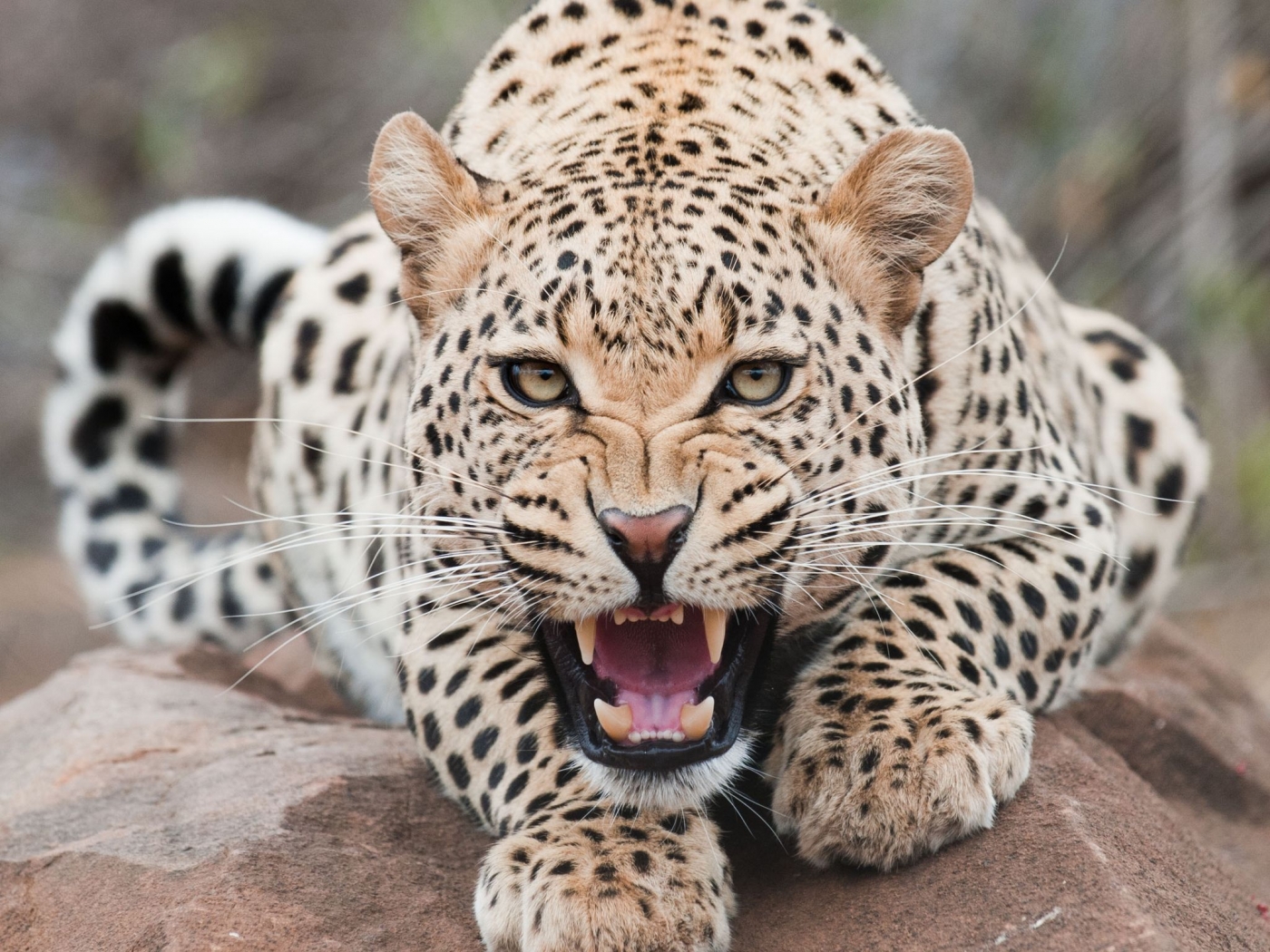 Cool Leopards HD Wallpaper