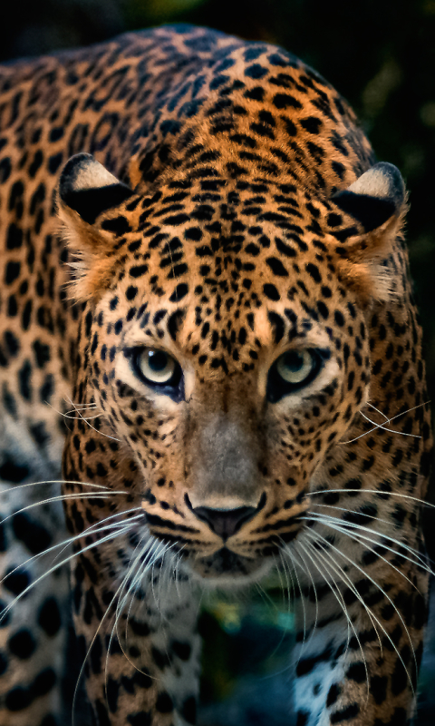 Скачать картинку Животные, Леопард, Ягуар, Кошки в телефон бесплатно.