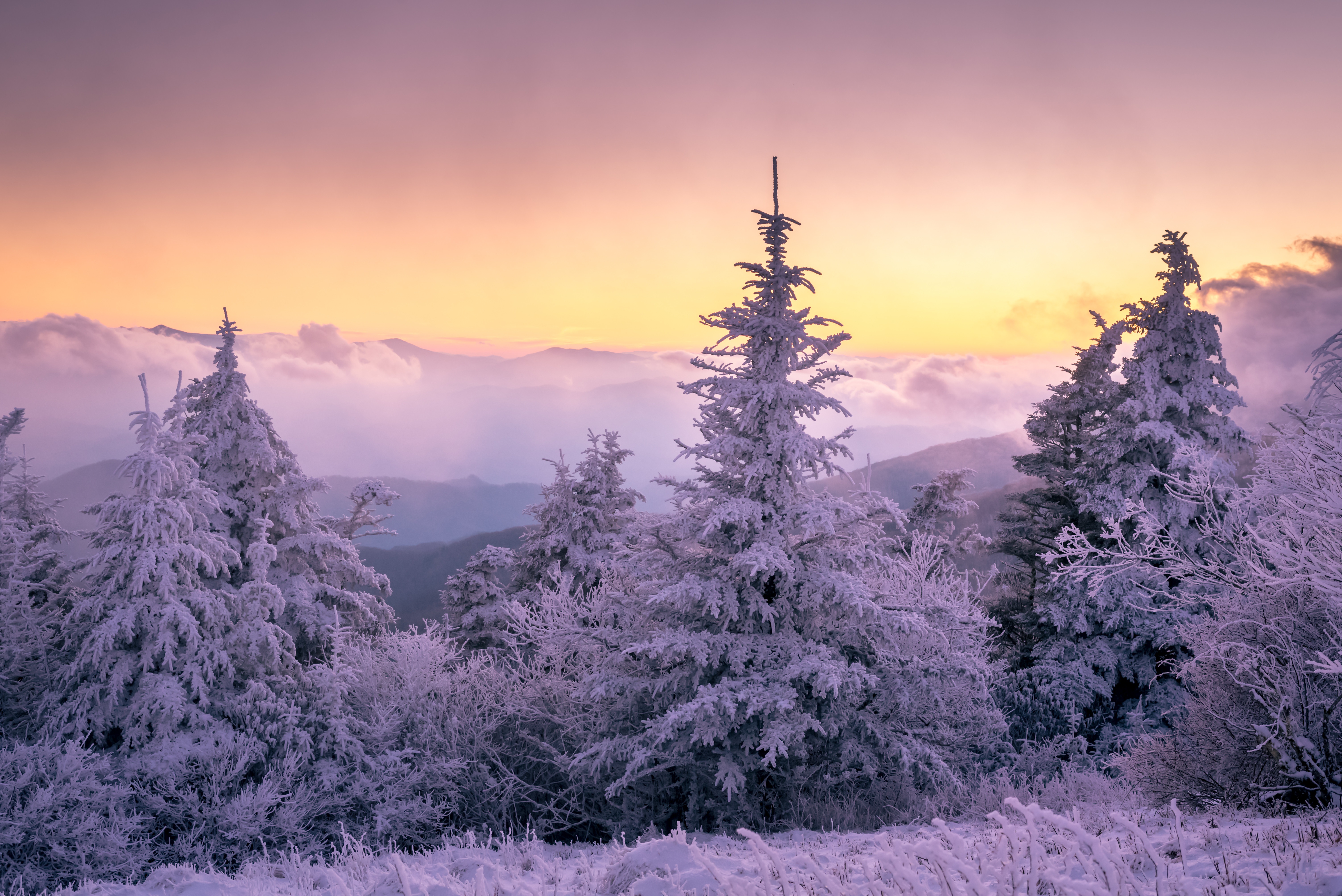 earth, winter, nature, snow, spruce, sunset Full HD
