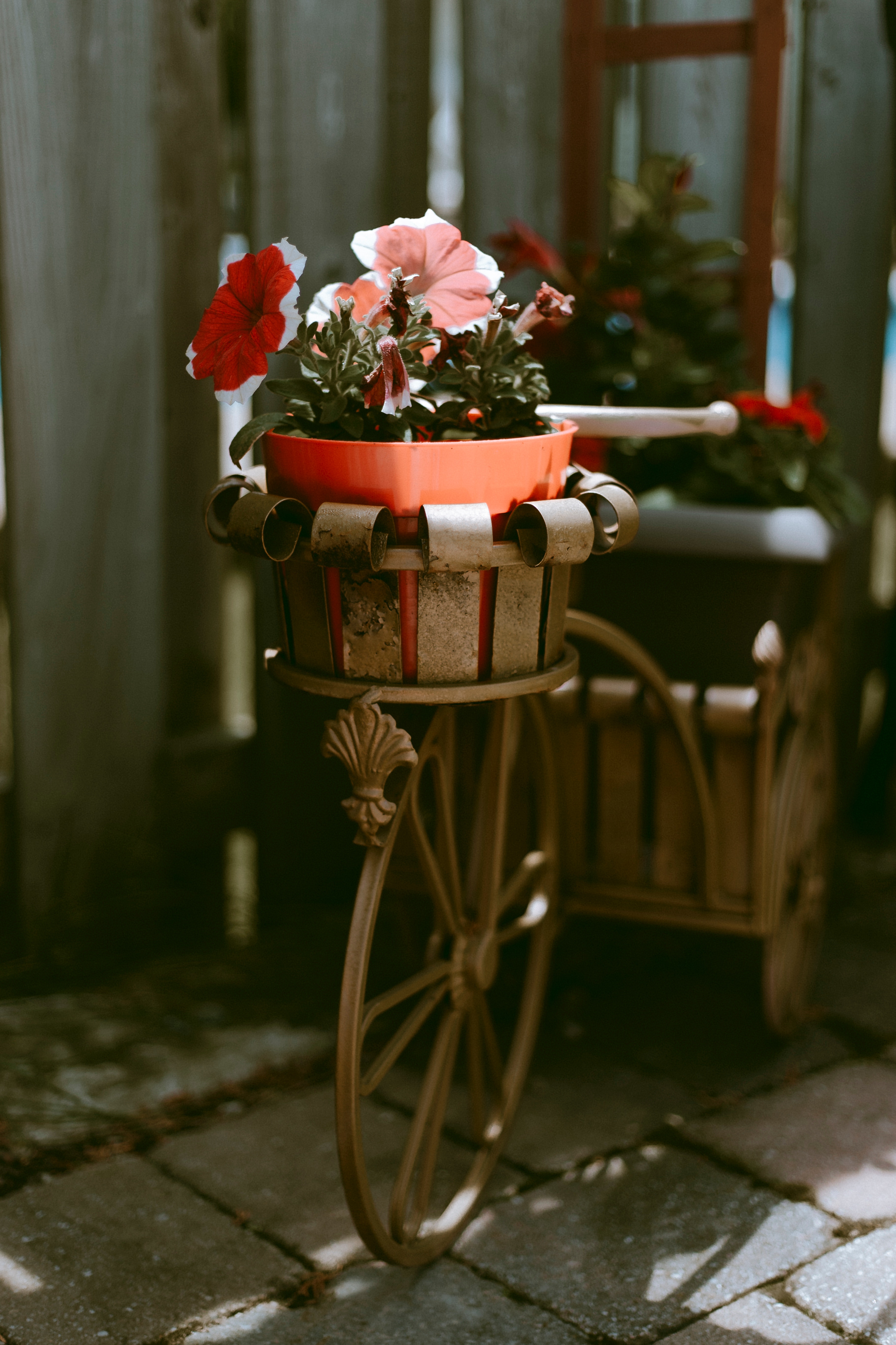 flowers, decoration, bicycle, pot
