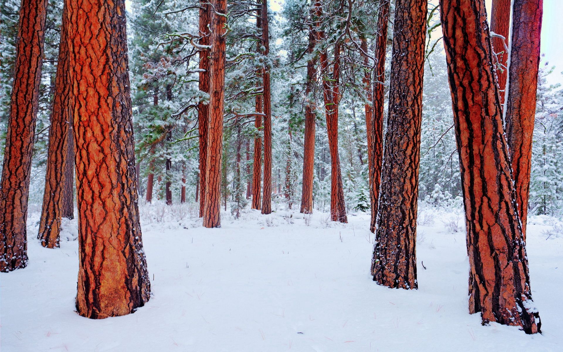 Скачать картинку Природа, Деревья, Зима в телефон бесплатно.