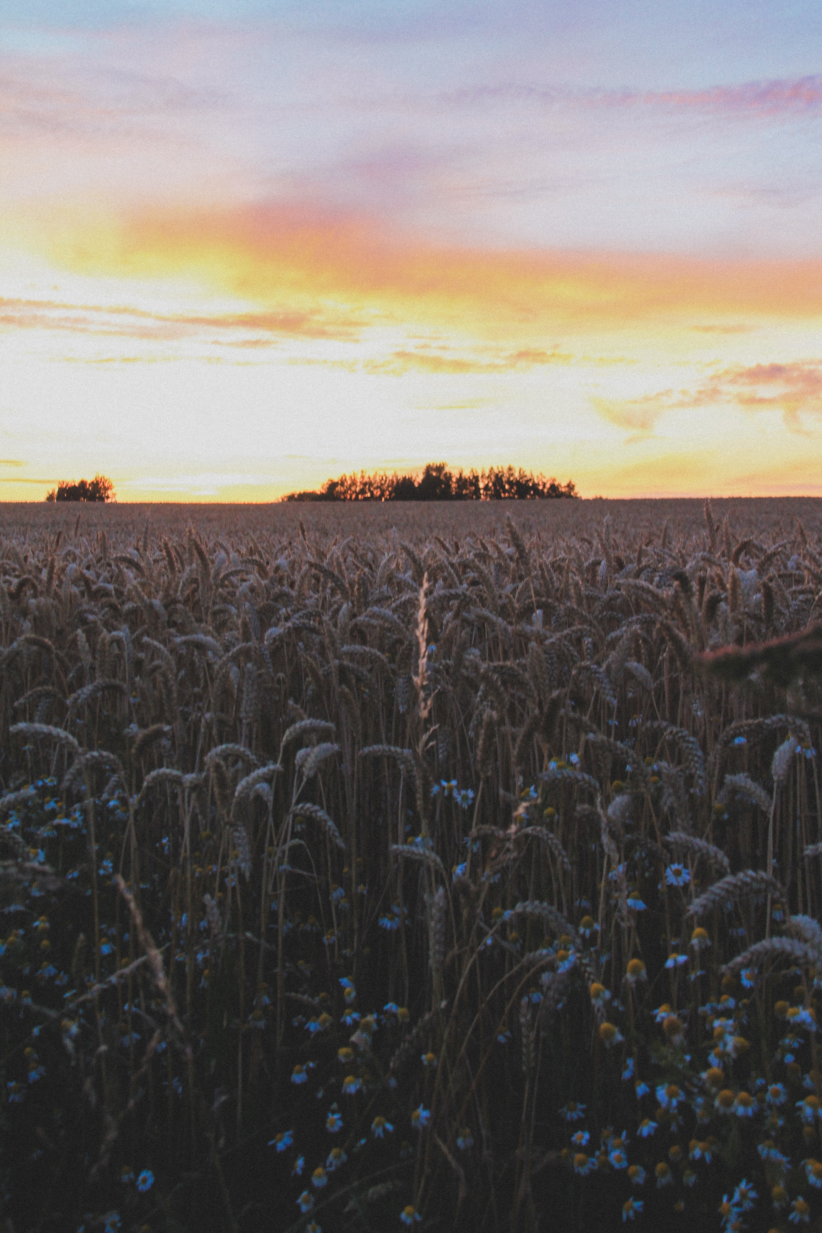 Download mobile wallpaper Field, Ears, Spikes, Nature, Sky, Flowers, Sunset for free.