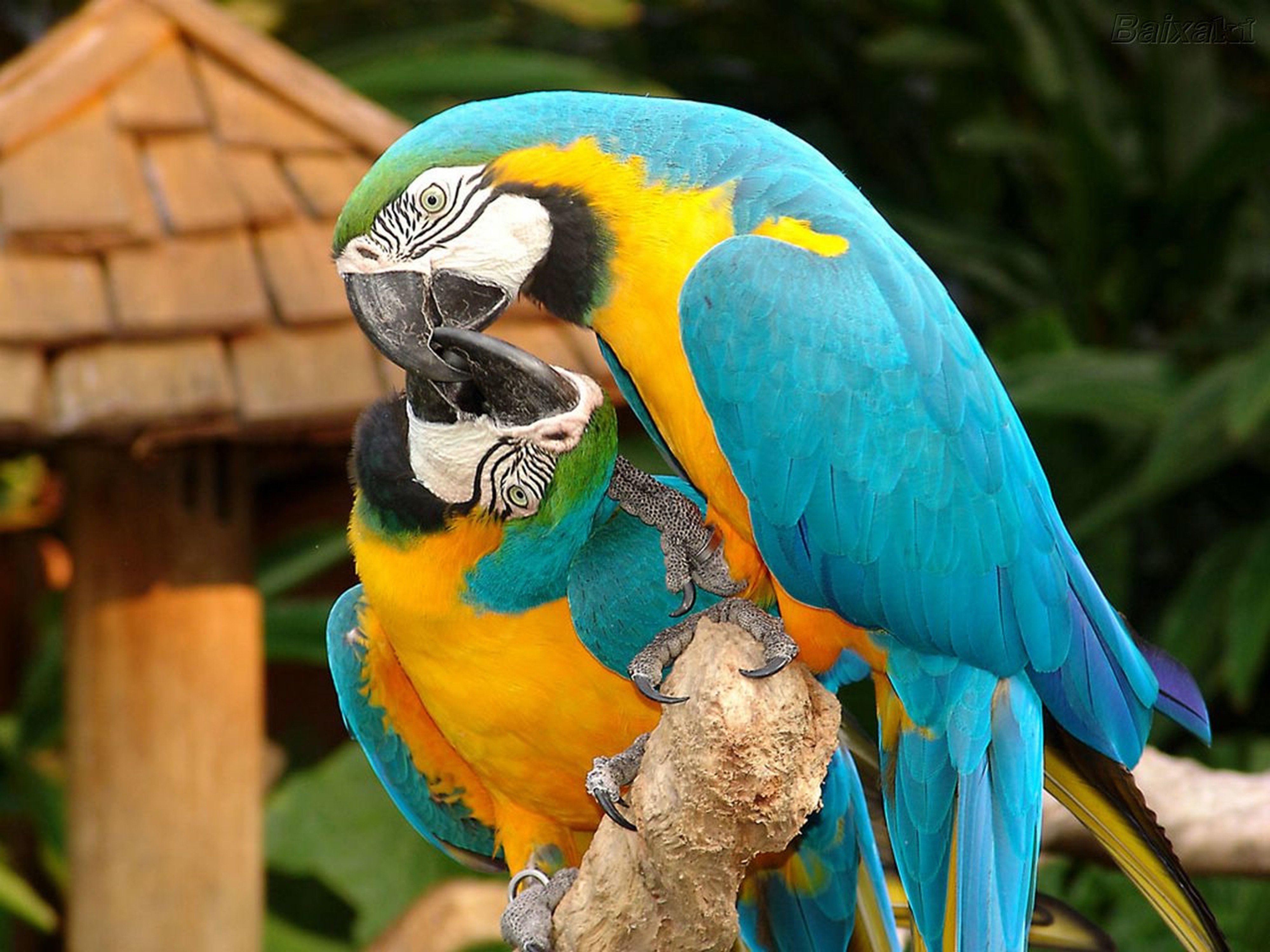 Descarga gratuita de fondo de pantalla para móvil de Guacamayo, Guacamayo Azul Y Amarillo, Loro, Aves, Animales.