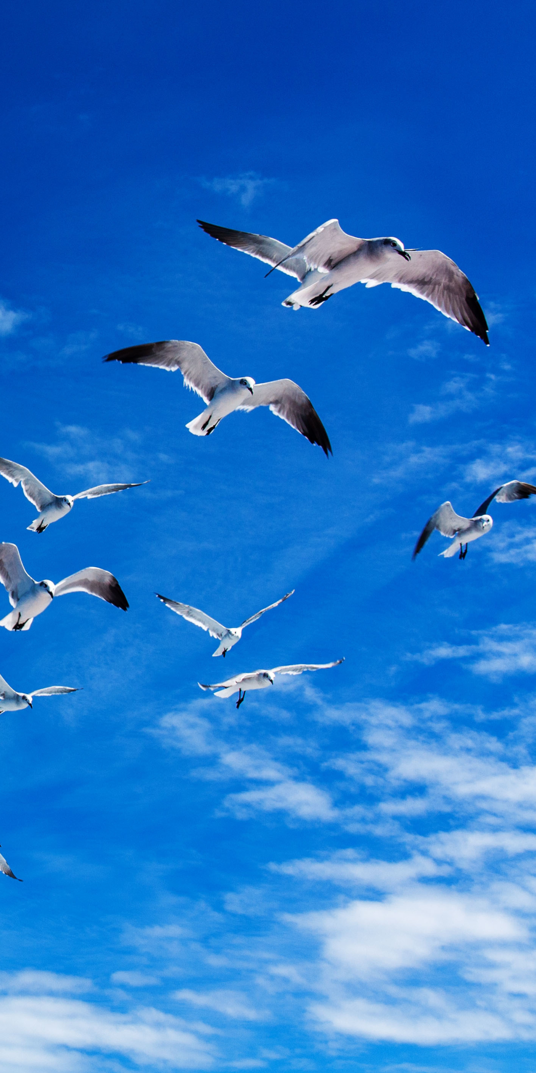 Download mobile wallpaper Birds, Sky, Bird, Animal, Seagull for free.