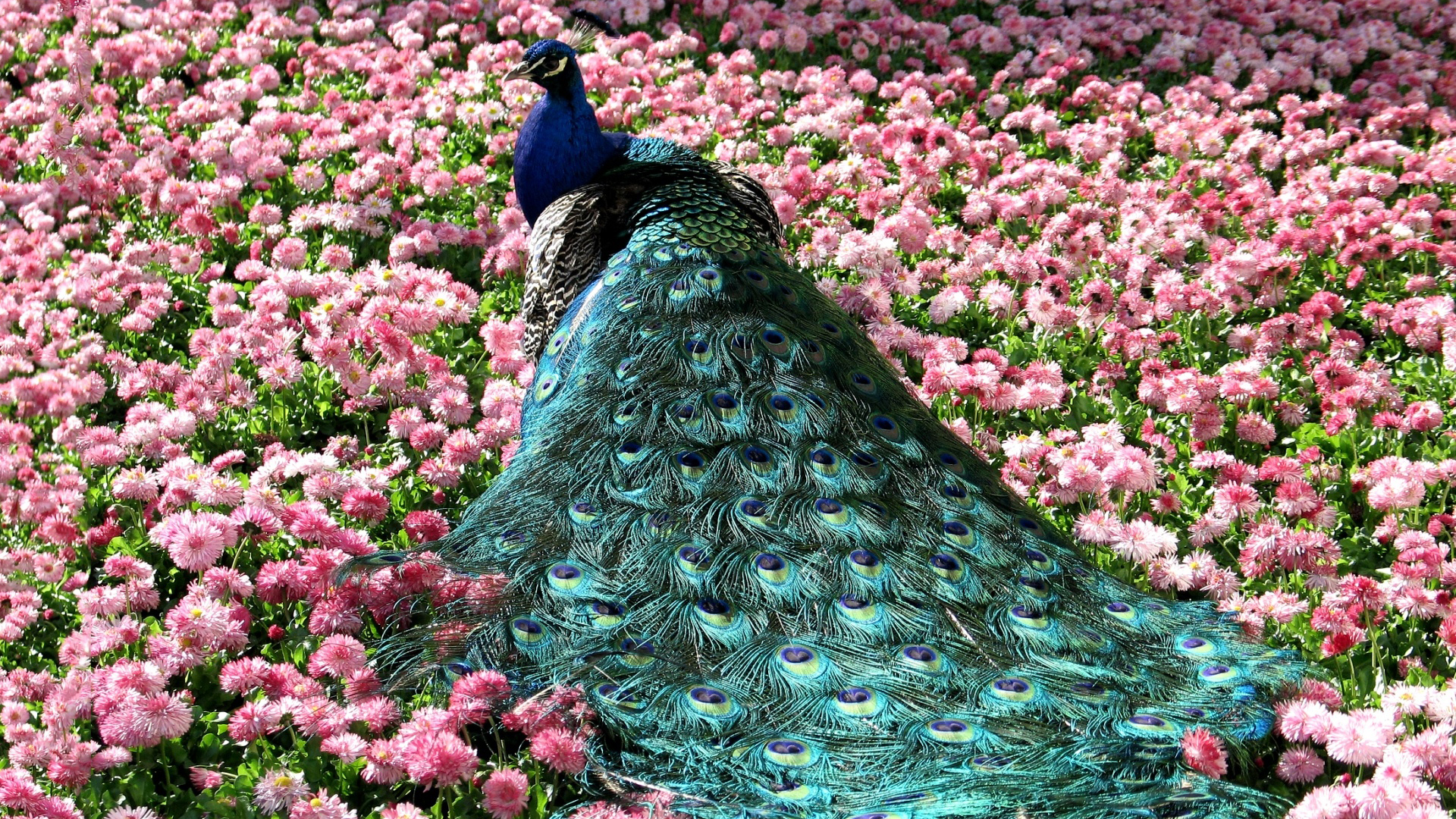 Free download wallpaper Birds, Animal, Peacock on your PC desktop