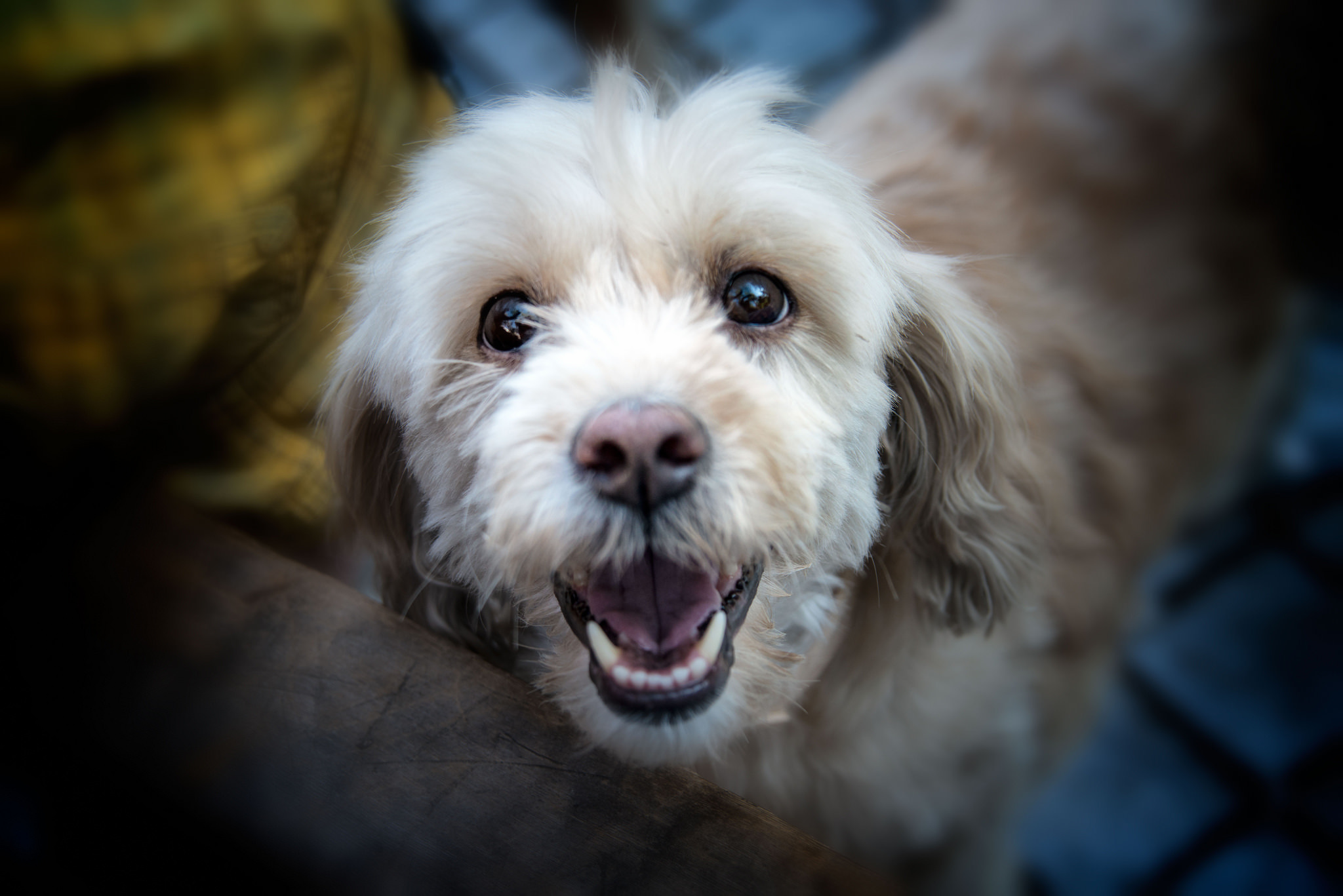 Download mobile wallpaper Dogs, Dog, Animal, Bokeh for free.