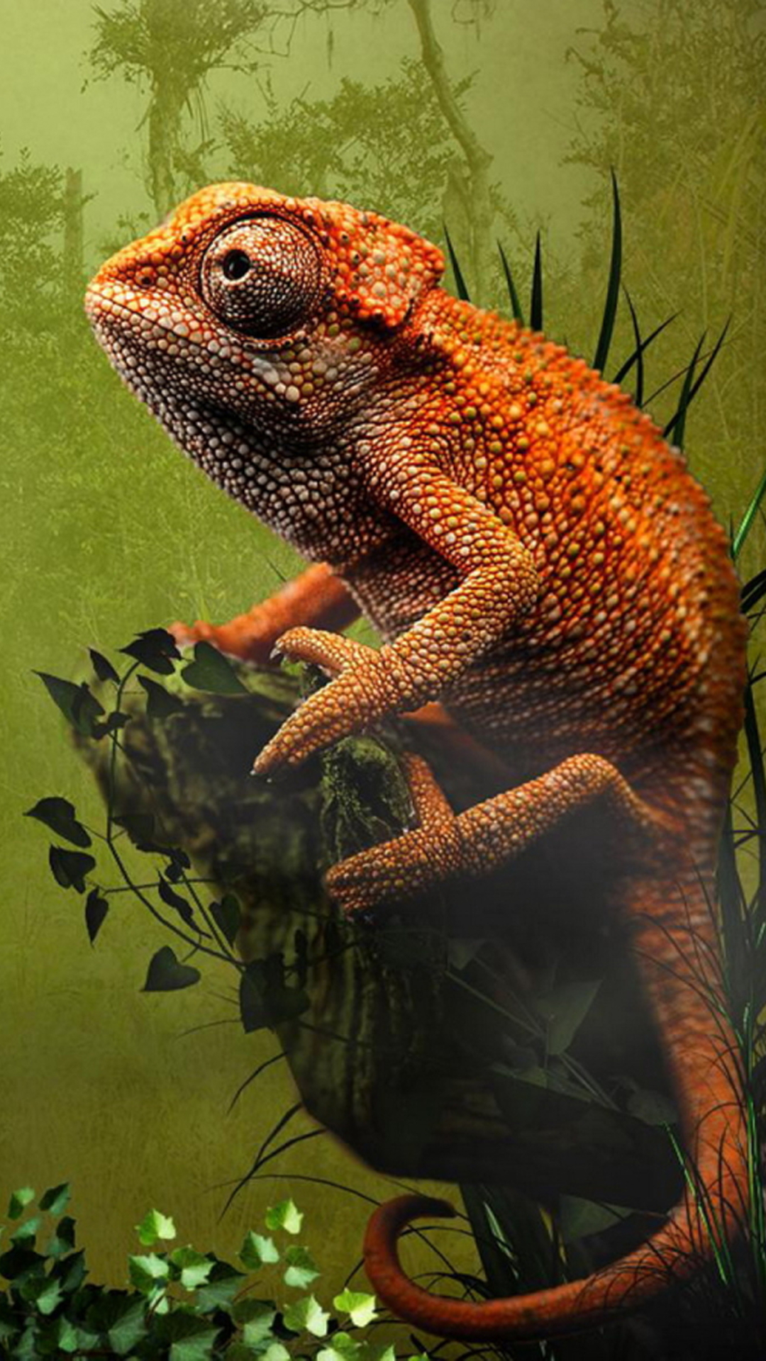Descarga gratuita de fondo de pantalla para móvil de Animales, Lagarto, Camaleón, Reptiles.