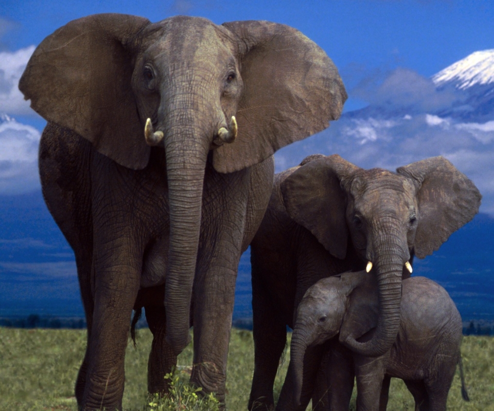 Скачать картинку Животные, Слоны, Гора, Слон, Африканский Слон, Детеныш Животного в телефон бесплатно.