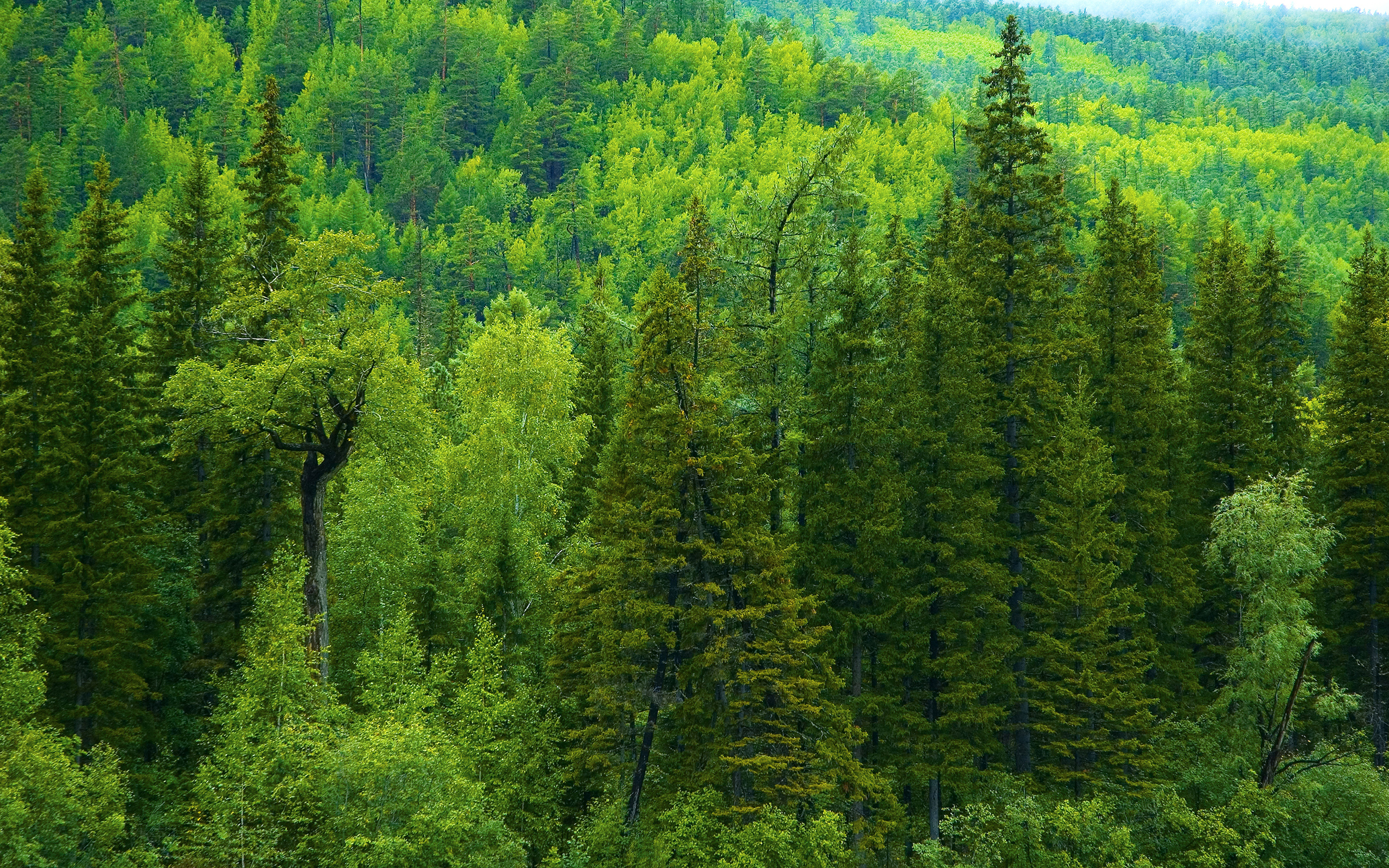 無料モバイル壁紙木, 森, 地球, 雨林をダウンロードします。