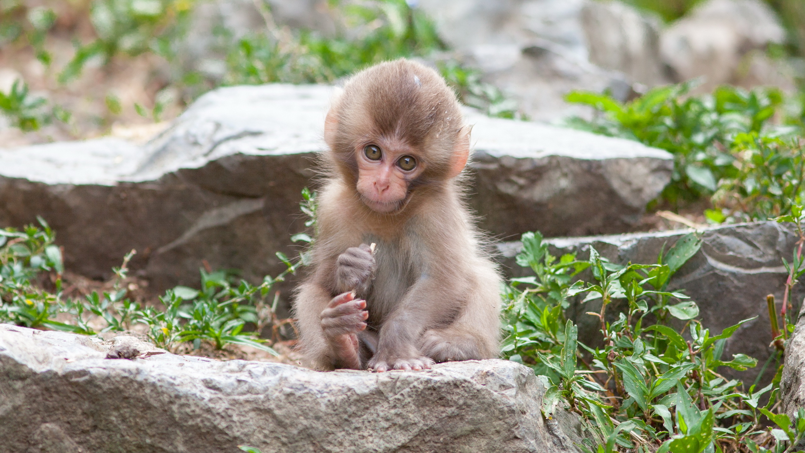 monkey, animal, japanese macaque, baby animal, cute, macaque, monkeys
