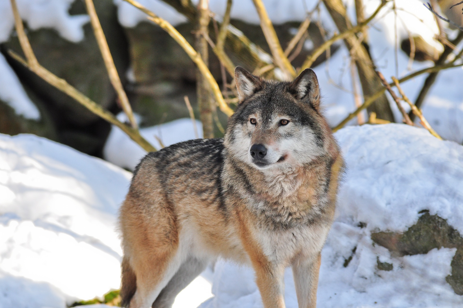 Download mobile wallpaper Snow, Wolf, Animal, Zoo, Wolves for free.