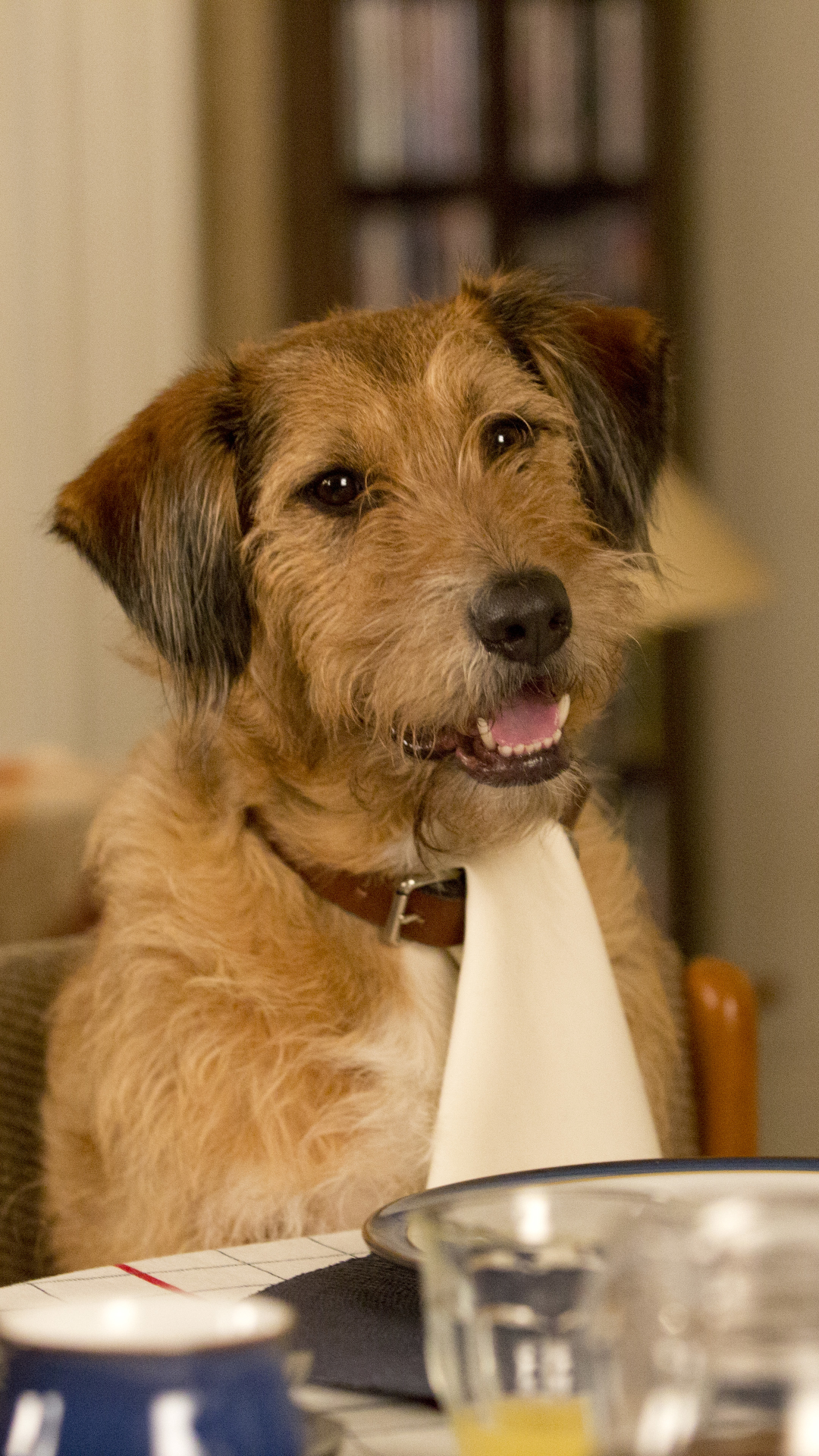 Download mobile wallpaper Dog, Movie, Absolutely Anything for free.