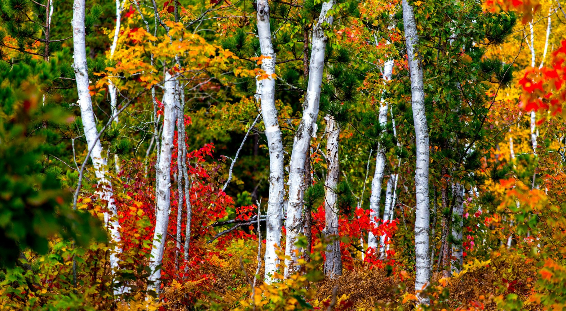 Скачать картинку Осень, Лес, Дерево, Береза, Земля/природа в телефон бесплатно.