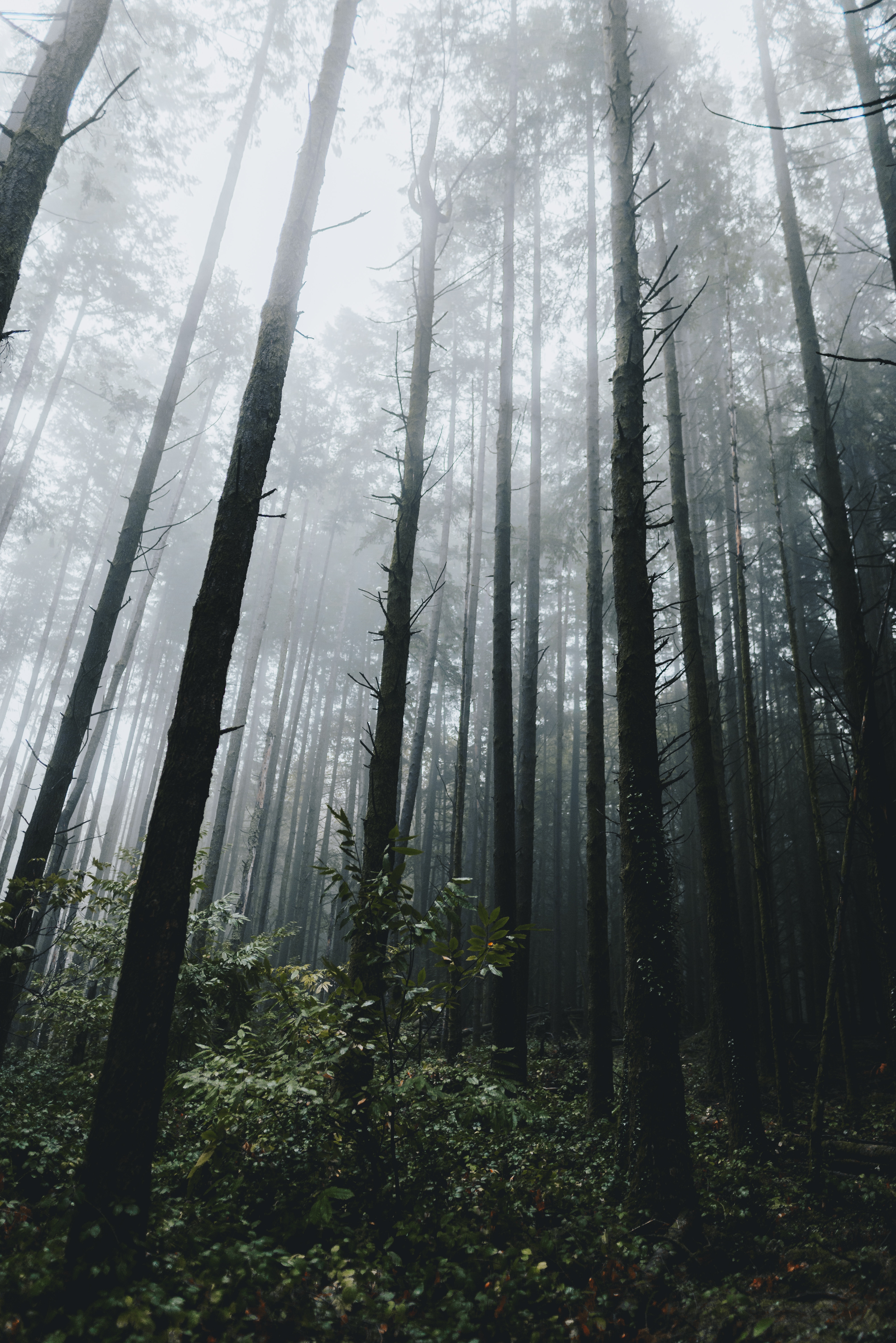 Скачать обои бесплатно Туман, Деревья, Трава, Растительность, Лес, Природа картинка на рабочий стол ПК