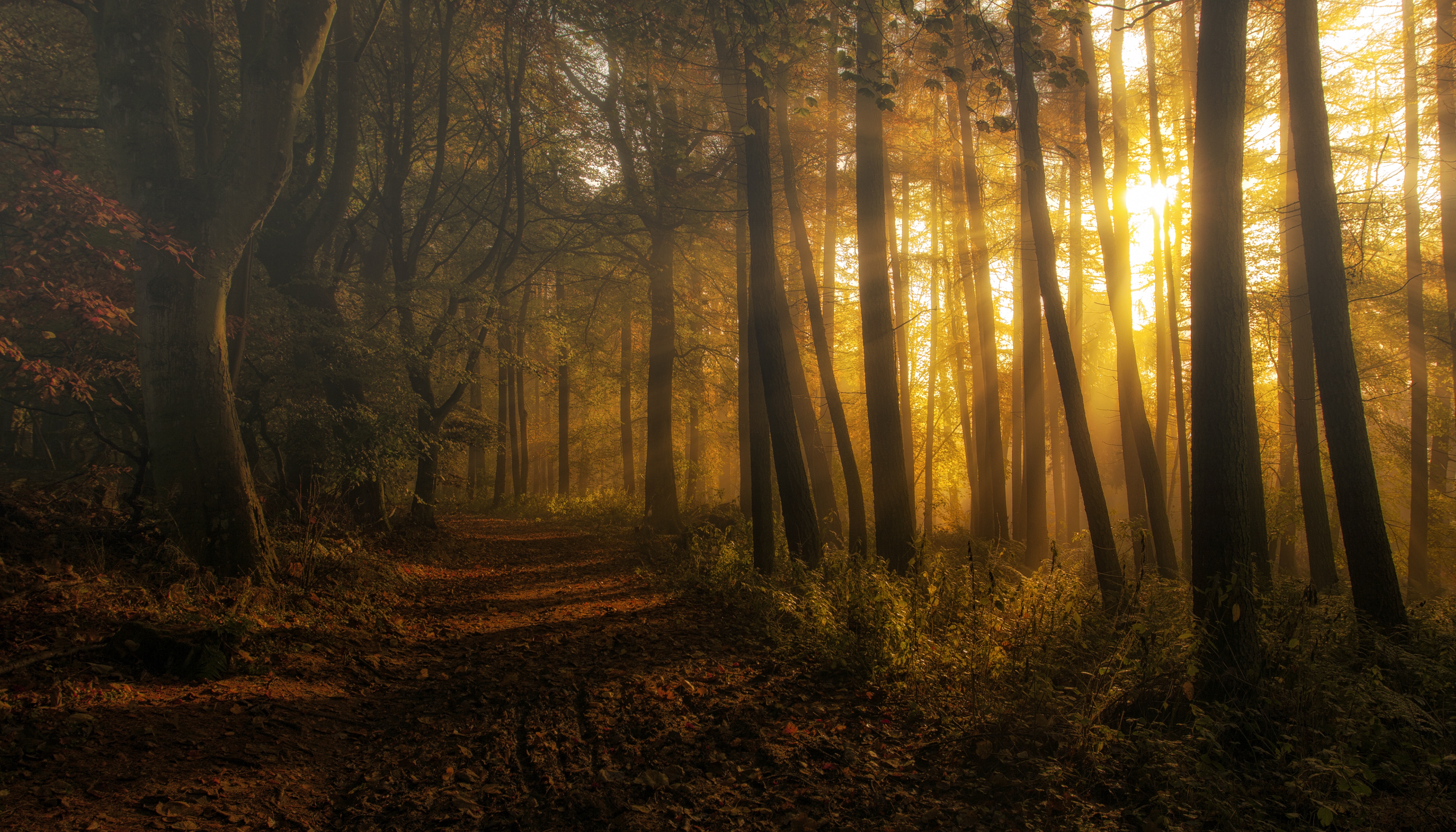 Free download wallpaper Nature, Forest, Tree, Earth, Path, Sunbeam on your PC desktop