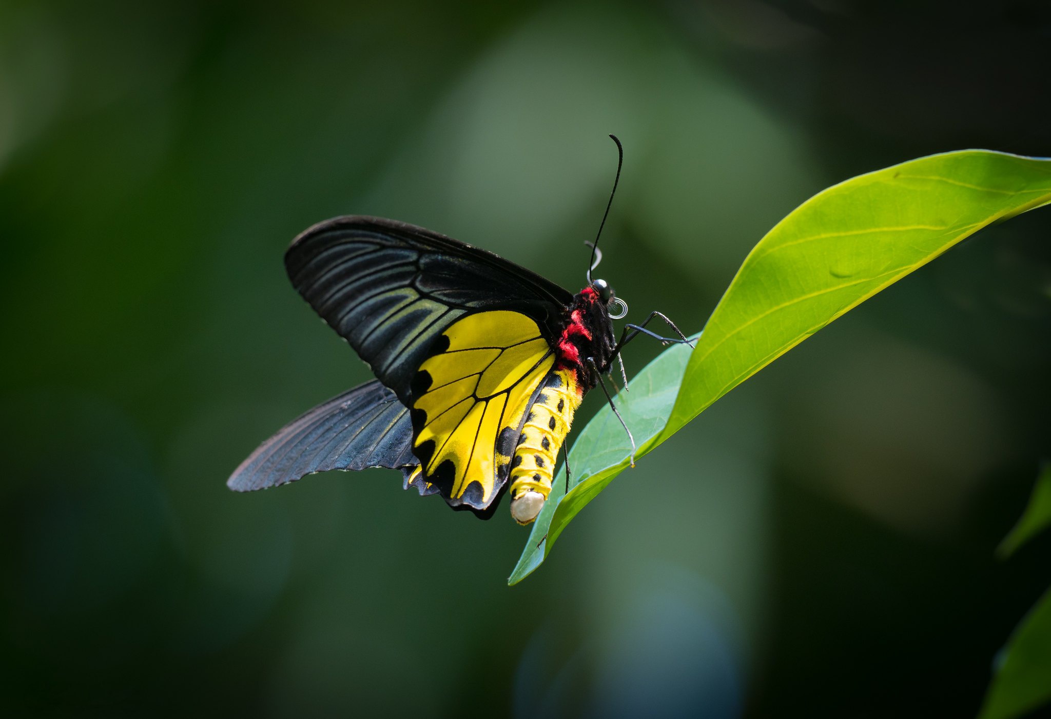 Download mobile wallpaper Macro, Insect, Butterfly, Animal for free.