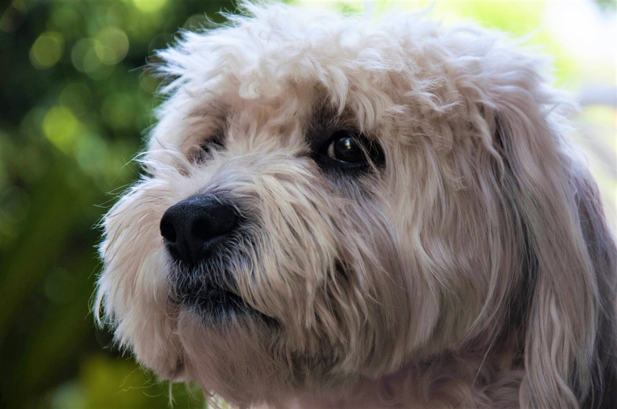 Laden Sie das Tiere, Hunde, Hund, Süß, Gesicht, Baumwolle De Tulear-Bild kostenlos auf Ihren PC-Desktop herunter