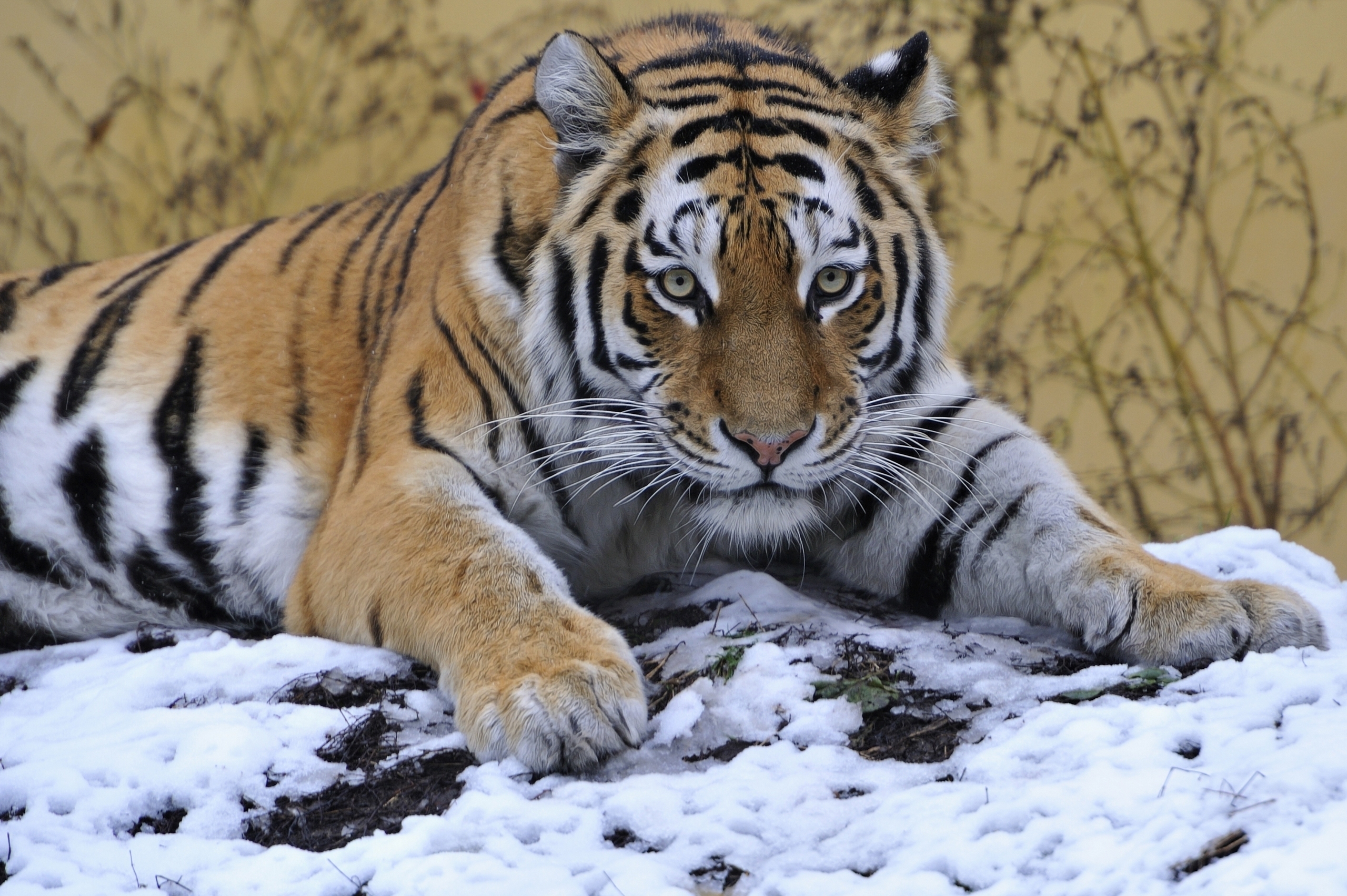 snow, animals, lie, predator, tiger, sight, to lie down, opinion, paw HD wallpaper