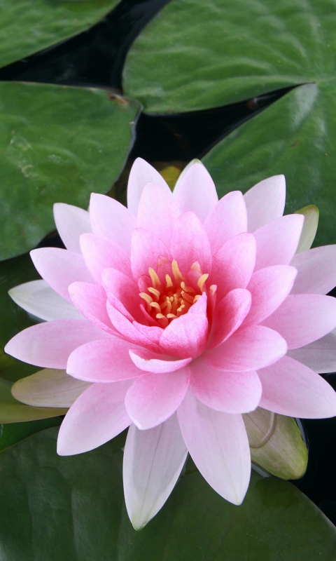 Handy-Wallpaper Blumen, Lotus, Erde/natur kostenlos herunterladen.