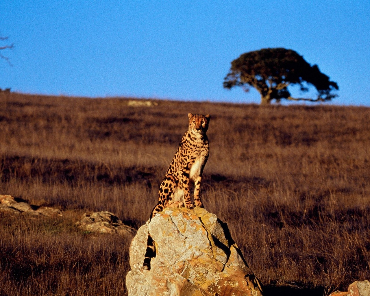 Handy-Wallpaper Tiere, Gepard kostenlos herunterladen.