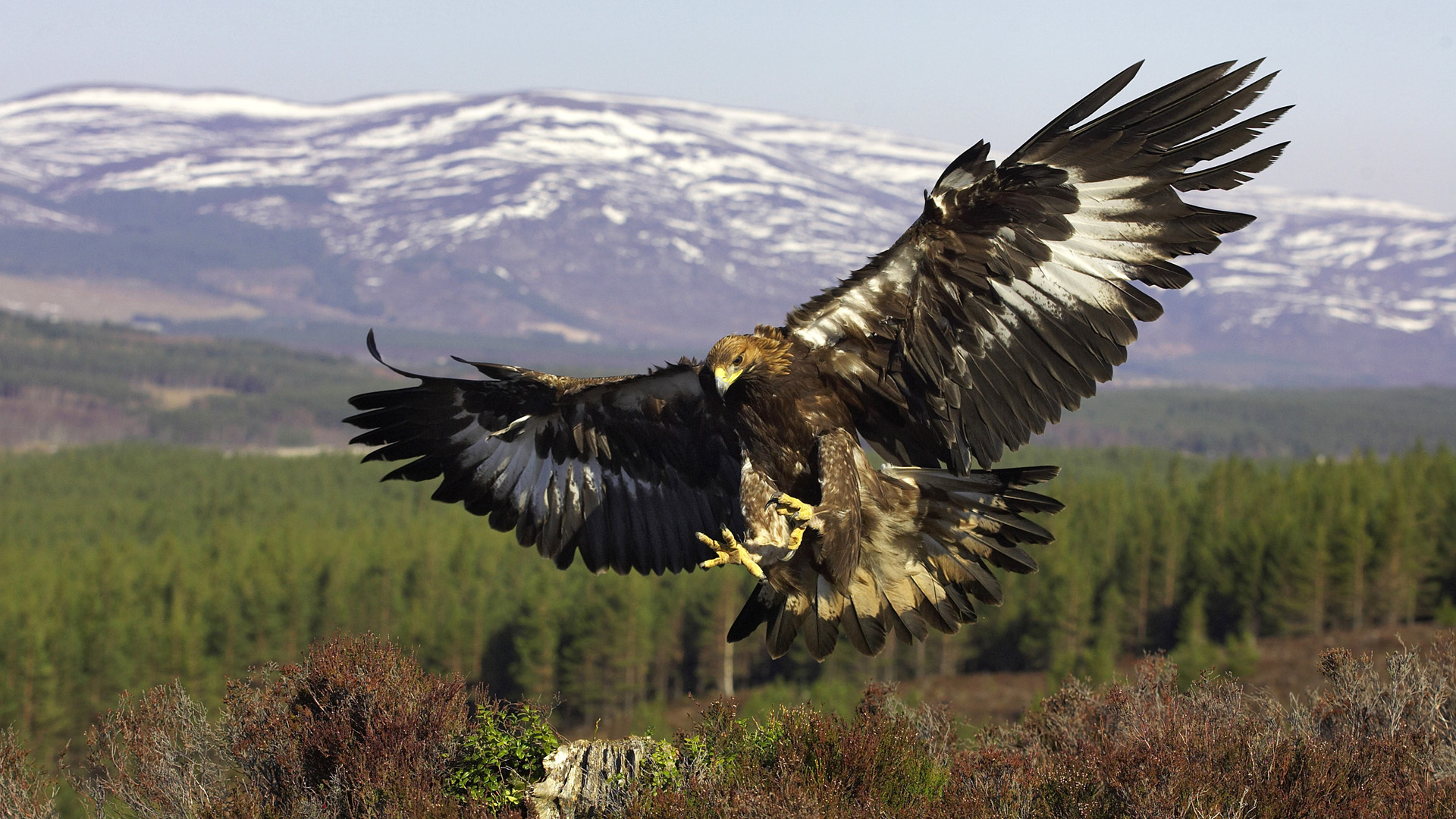 Download mobile wallpaper Eagle, Bird, Birds, Animal for free.
