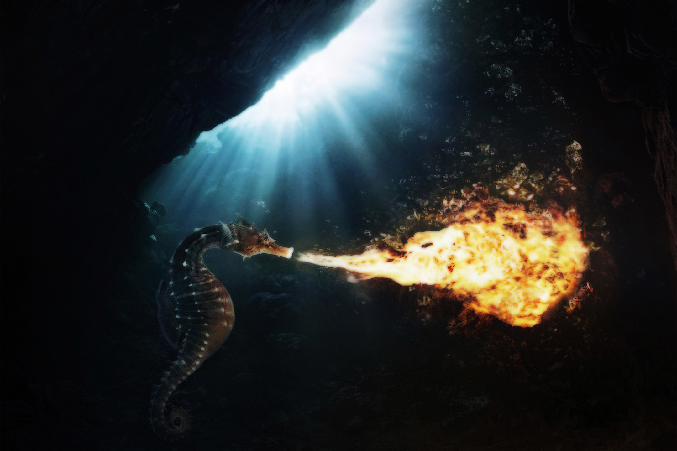 Download mobile wallpaper Fire, Flame, Animal, Seahorse for free.